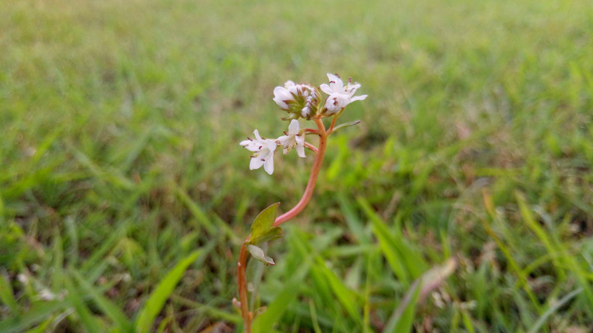 OPPO R7 Plus sample photo. 婀娜 photography