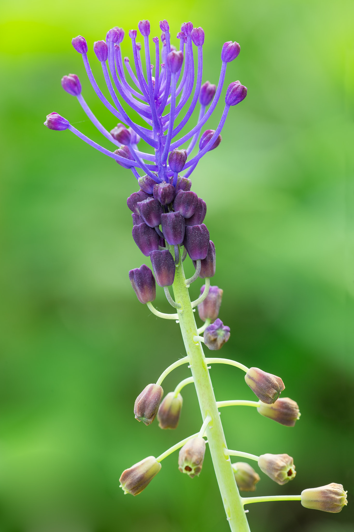 Canon EF 180mm F3.5L Macro USM sample photo. Leopoldia comosa photography