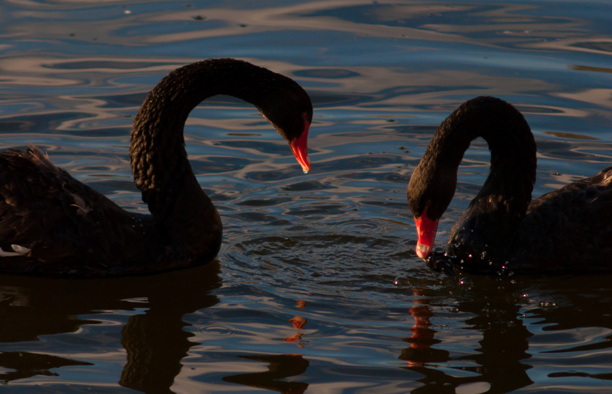 Nikon D200 + AF Zoom-Nikkor 75-300mm f/4.5-5.6 sample photo. Лебединое озеро photography