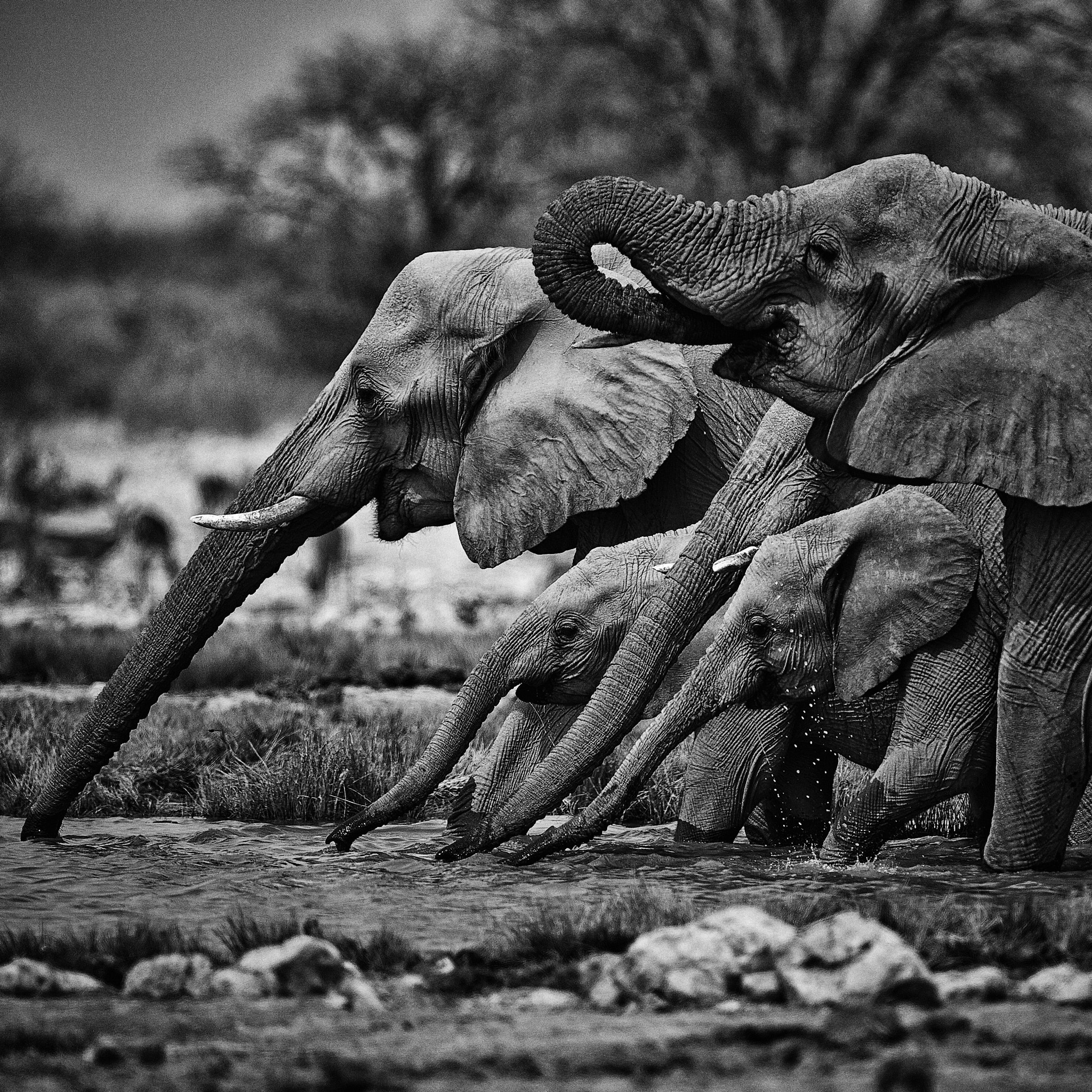 Canon EOS-1D Mark IV + Canon EF 500mm F4L IS USM sample photo. Elephants drinking photography