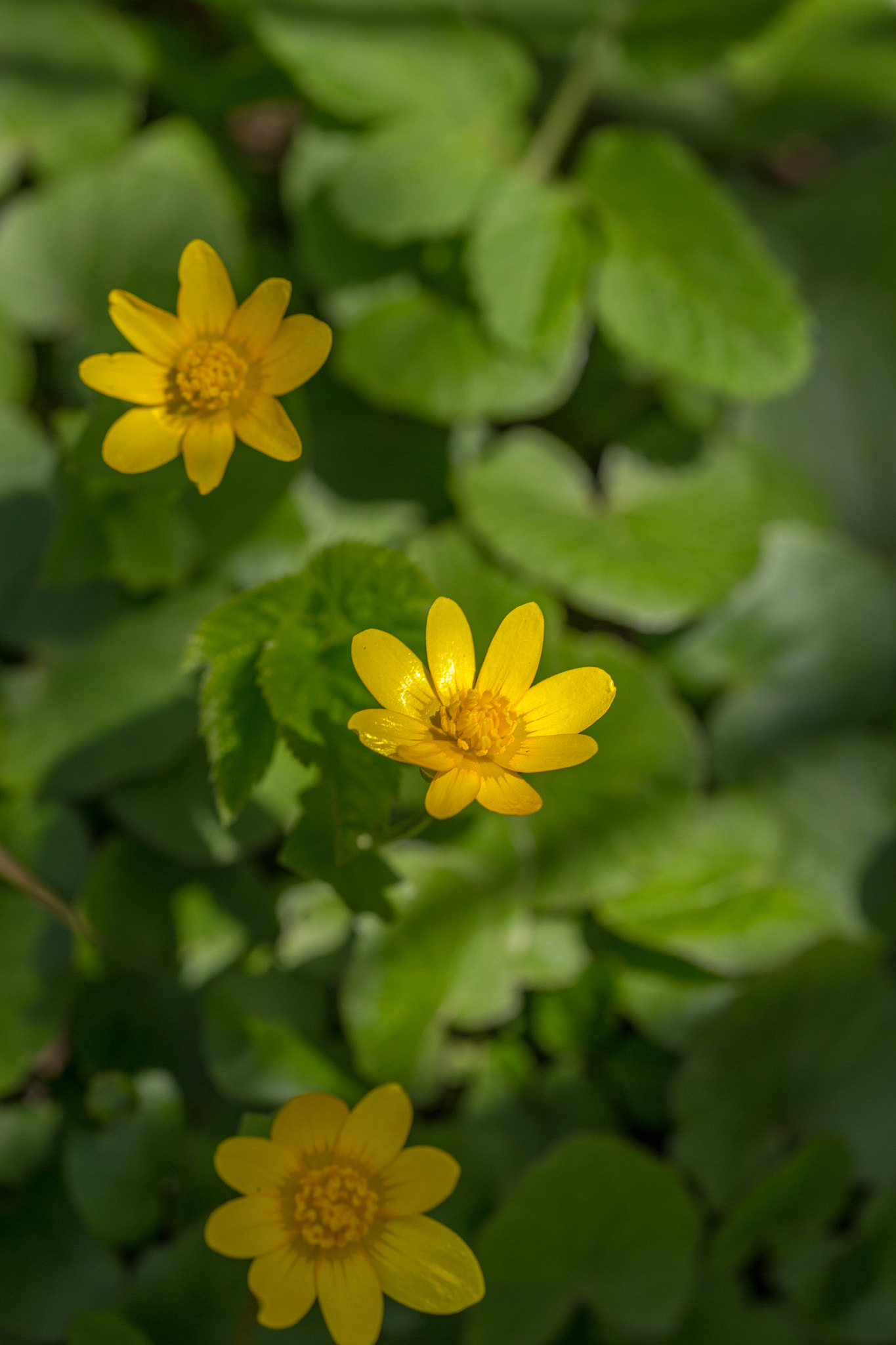 Canon EF 180mm F3.5L Macro USM sample photo. Just yellow flower photography