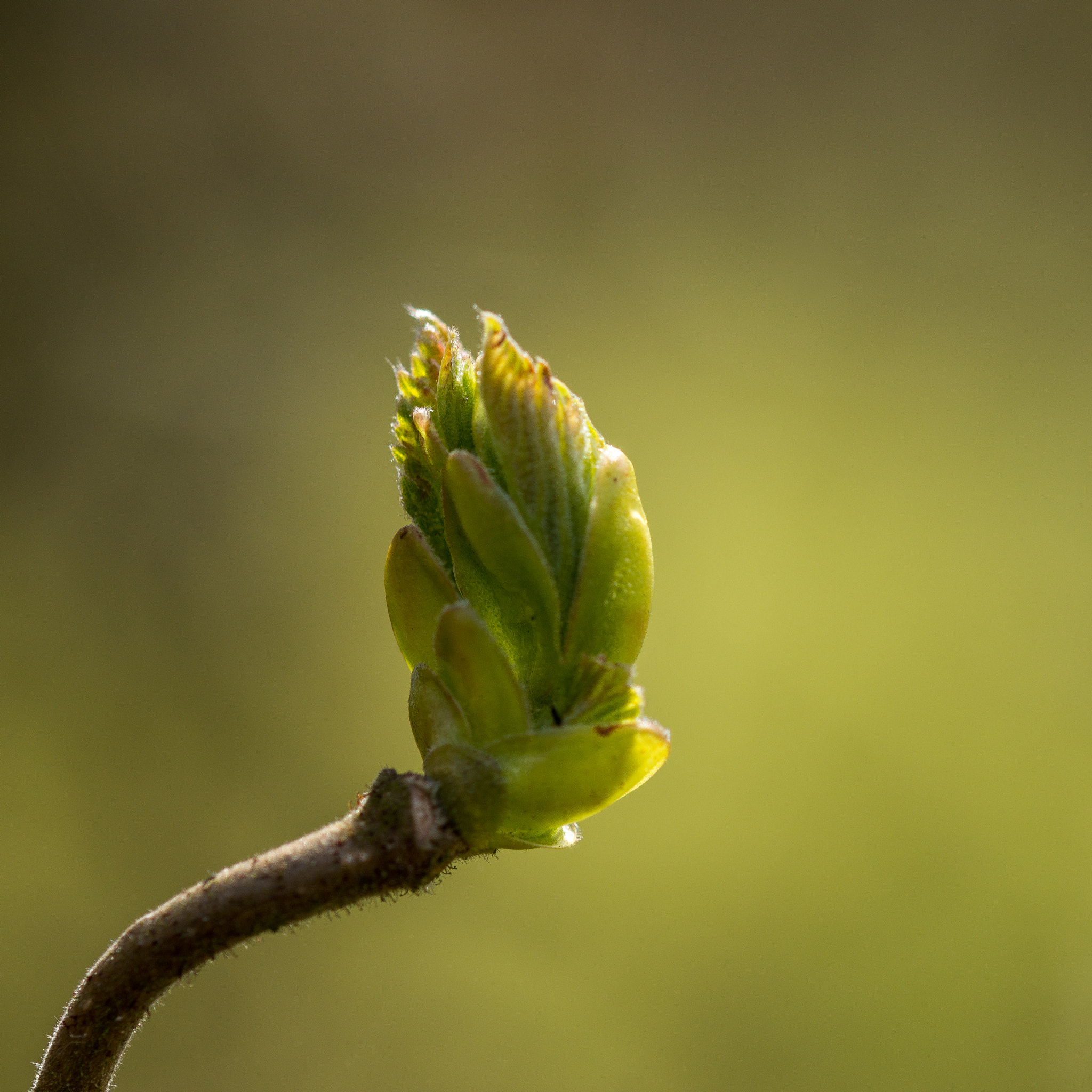 Sony SLT-A77 + 105mm F2.8 sample photo. Spring time in denmark 1 photography
