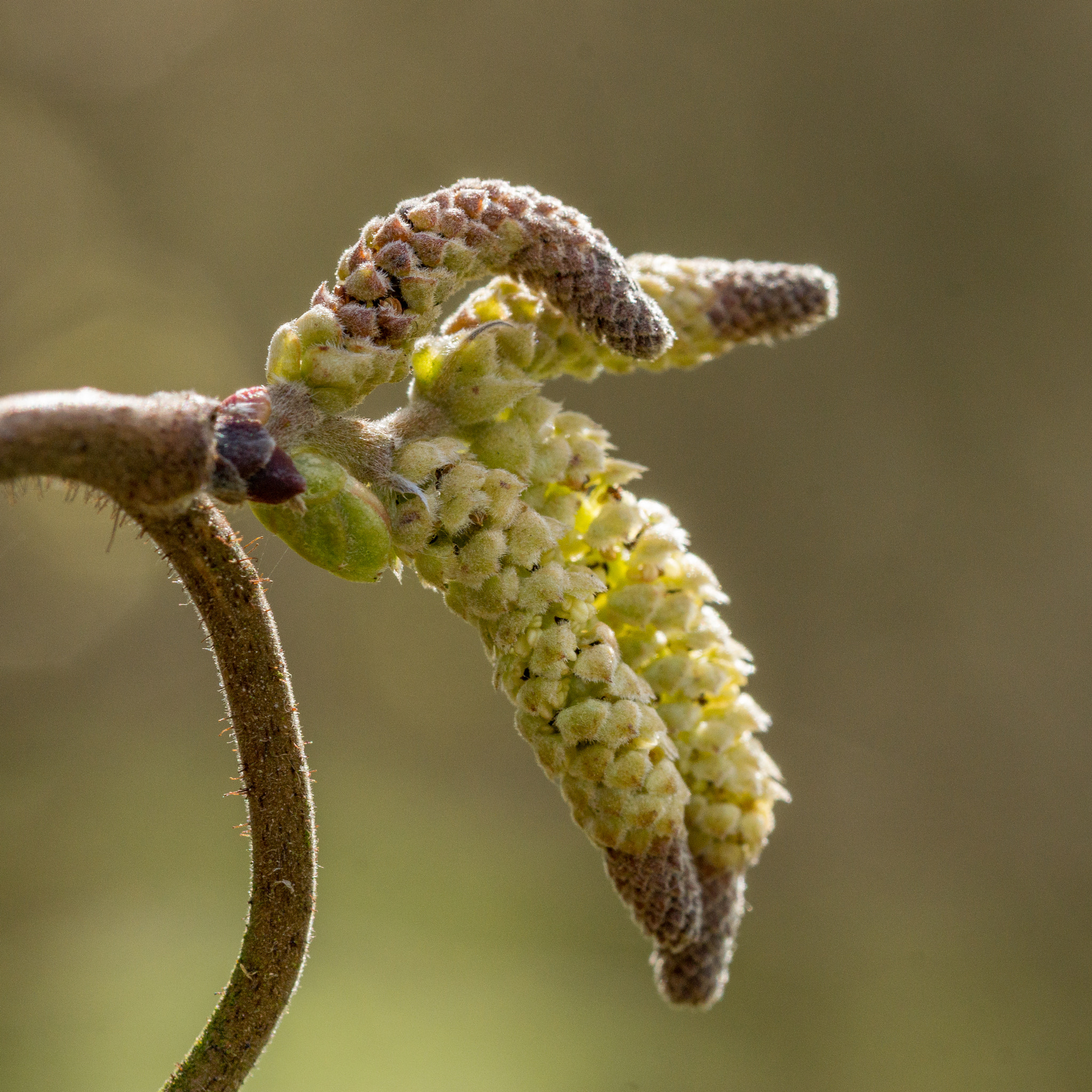 Sony SLT-A77 + 105mm F2.8 sample photo. Spring time in denmark 2 photography