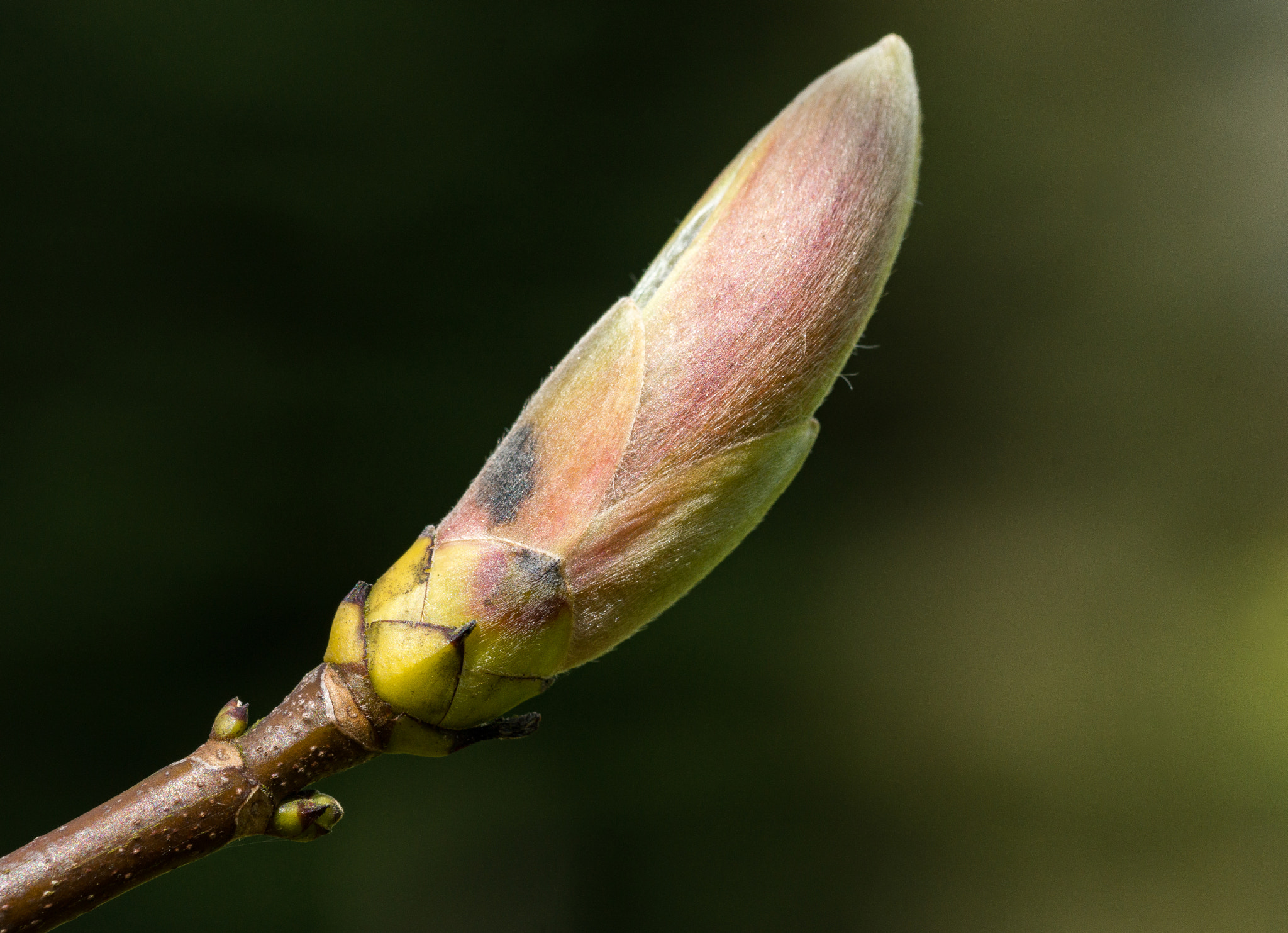 Sony SLT-A77 + 105mm F2.8 sample photo. Spring time in denmark 3 photography