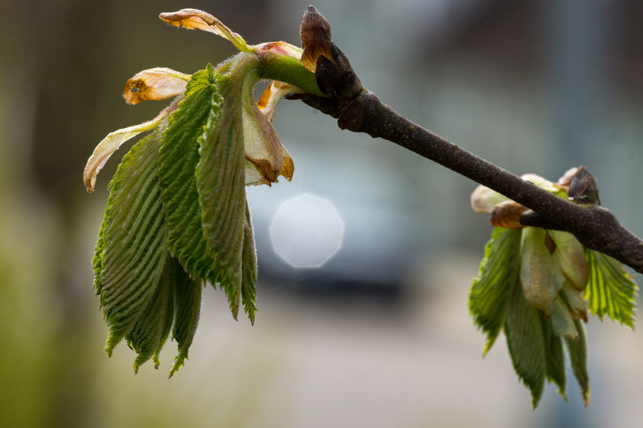 Sony SLT-A77 + 105mm F2.8 sample photo. Spring time in denmark 4 photography