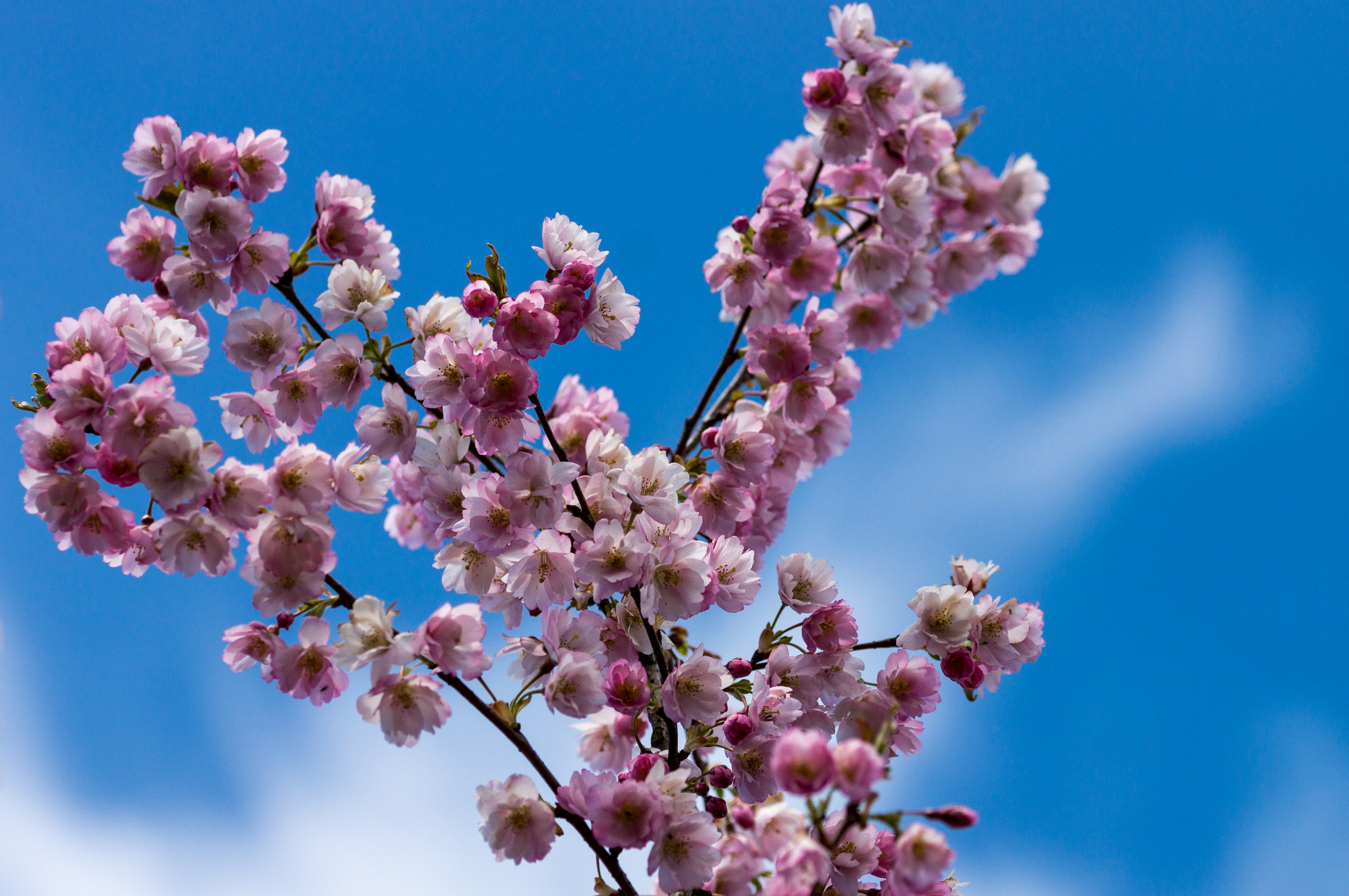Sony SLT-A77 + 105mm F2.8 sample photo. Spring time in denmark 6 photography