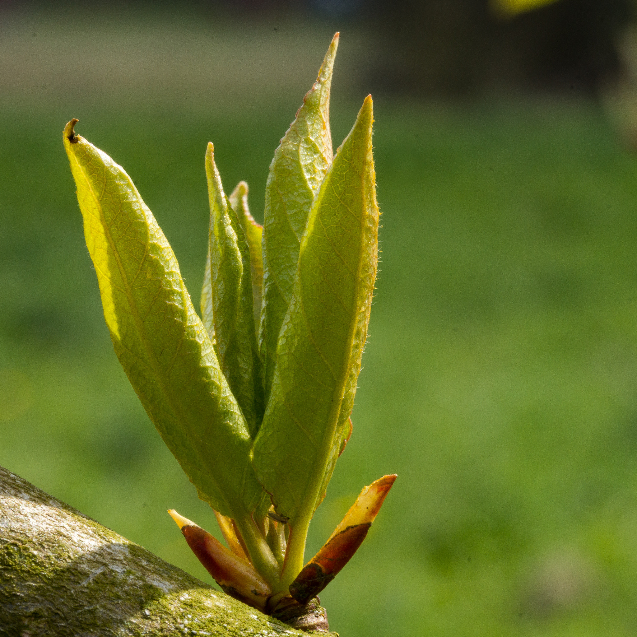 Sony SLT-A77 + 105mm F2.8 sample photo. Spring time in denmark 5 photography
