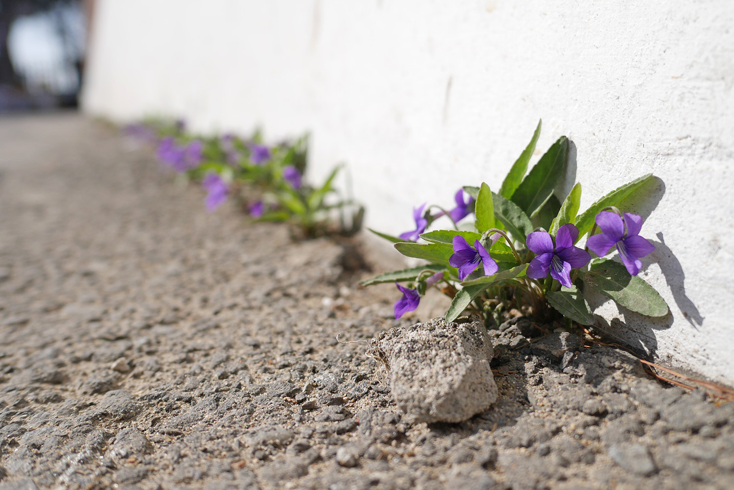 Panasonic Lumix DMC-G7 + LEICA DG SUMMILUX 15/F1.7 sample photo. Untitled photography