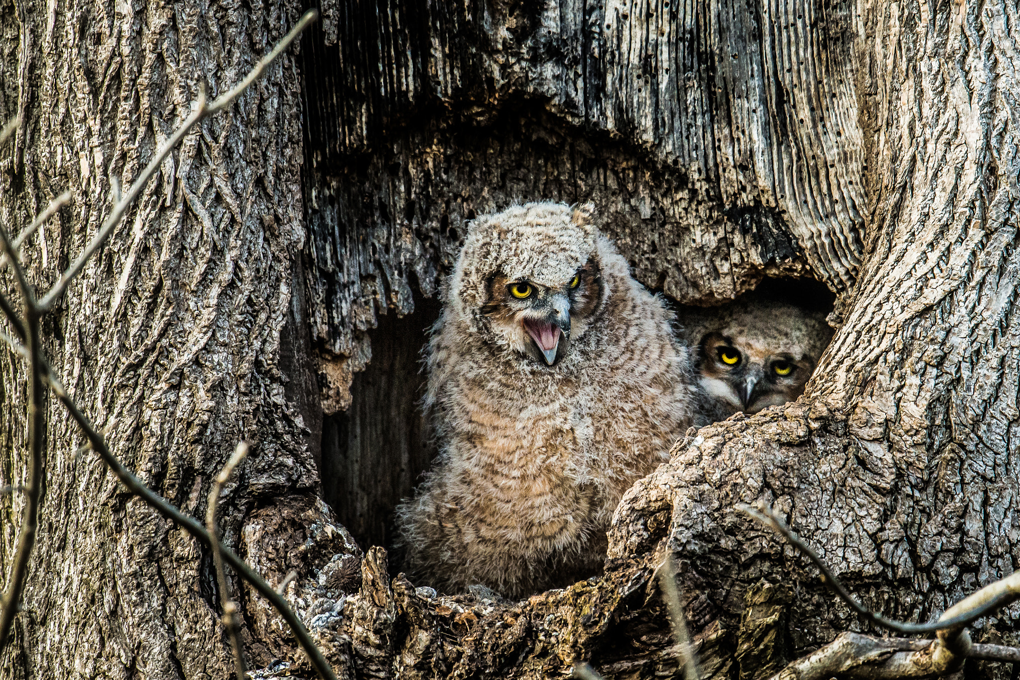 Nikon D800 + Nikon AF-S Nikkor 500mm F4G ED VR sample photo. Great horned owl owlets photography