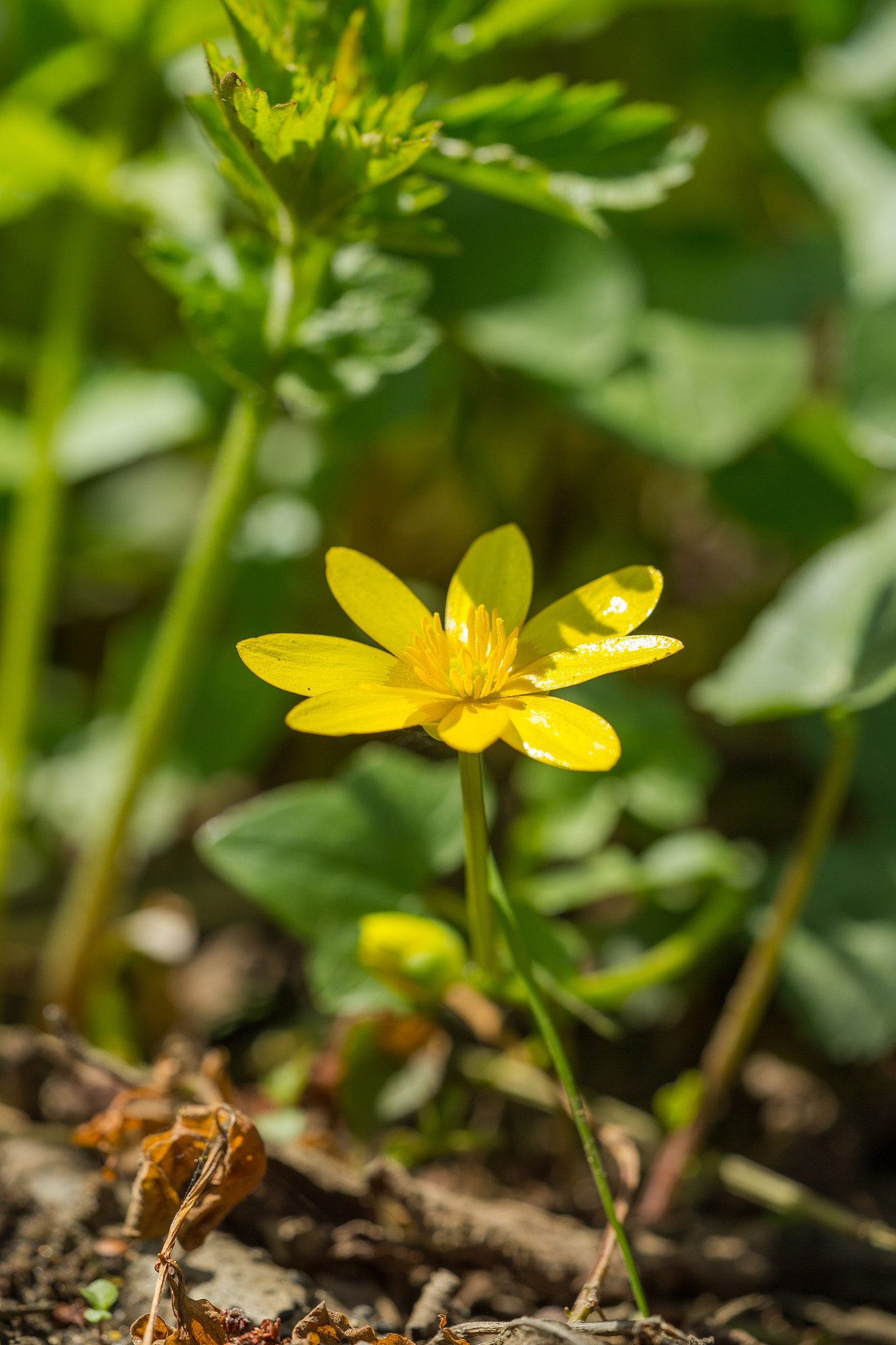 Canon EF 180mm F3.5L Macro USM sample photo. Здесь должно быть название photography