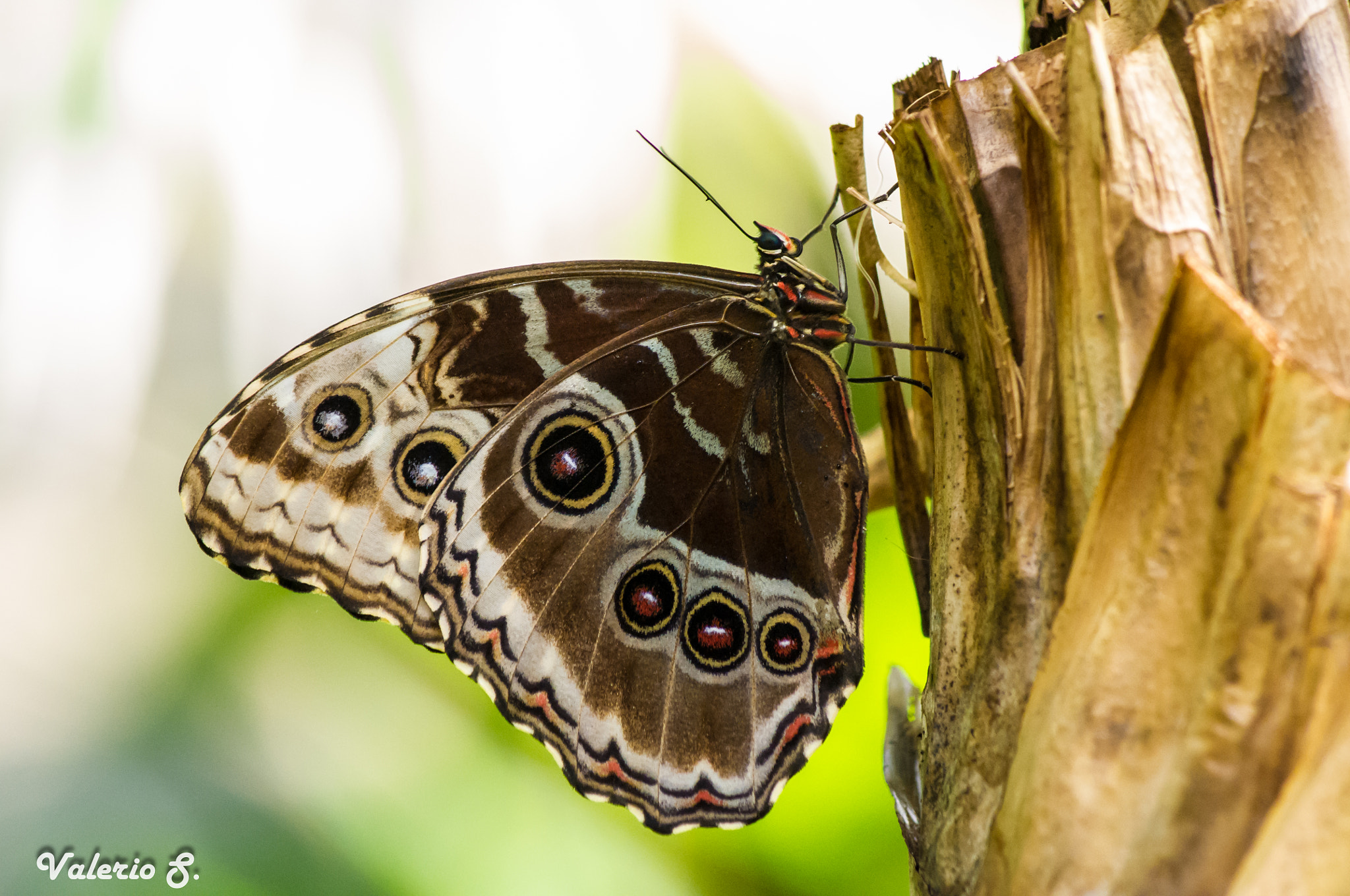 smc PENTAX-FA 80-320mm F4.5-5.6 sample photo. Morpho peleides photography