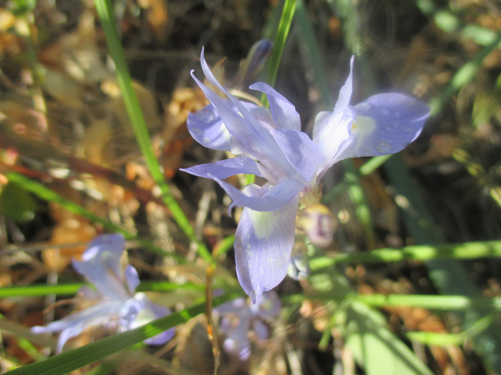 Canon PowerShot ELPH 140 IS (IXUS 150 / IXY 130) sample photo. Wild iris photography