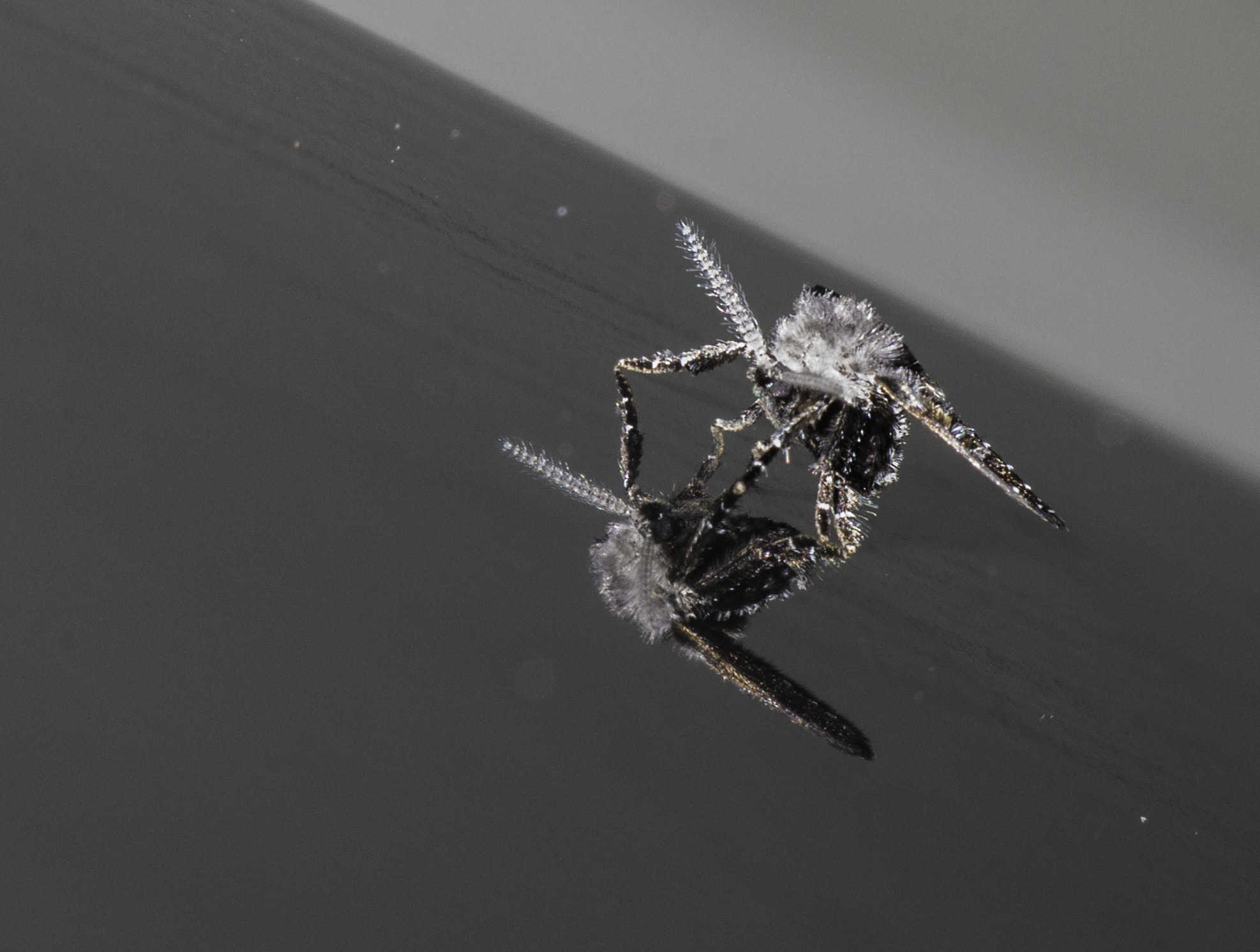 Cosina AF 100mm F3.5 Macro sample photo. Flebotomo photography