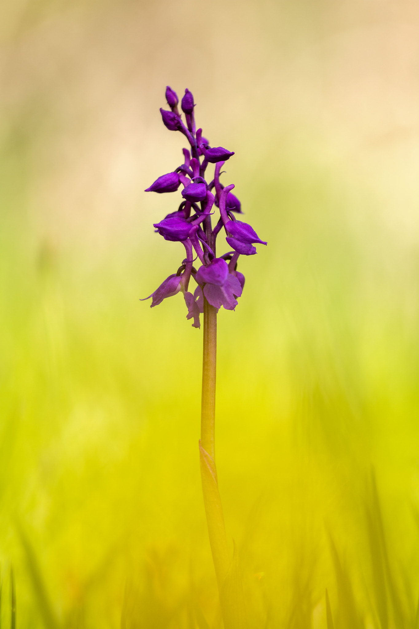 Sigma 150mm F2.8 EX DG Macro HSM sample photo. Orchis mascula photography