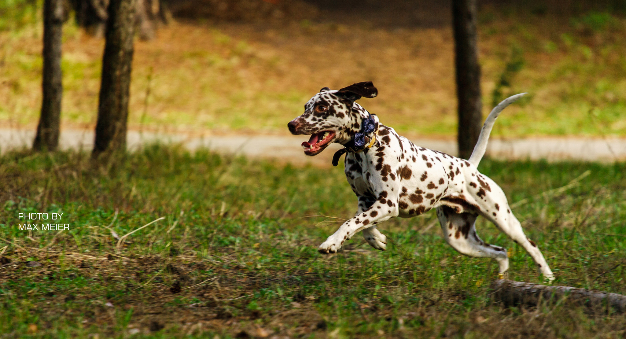 Canon EOS-1D Mark II sample photo. *** photography