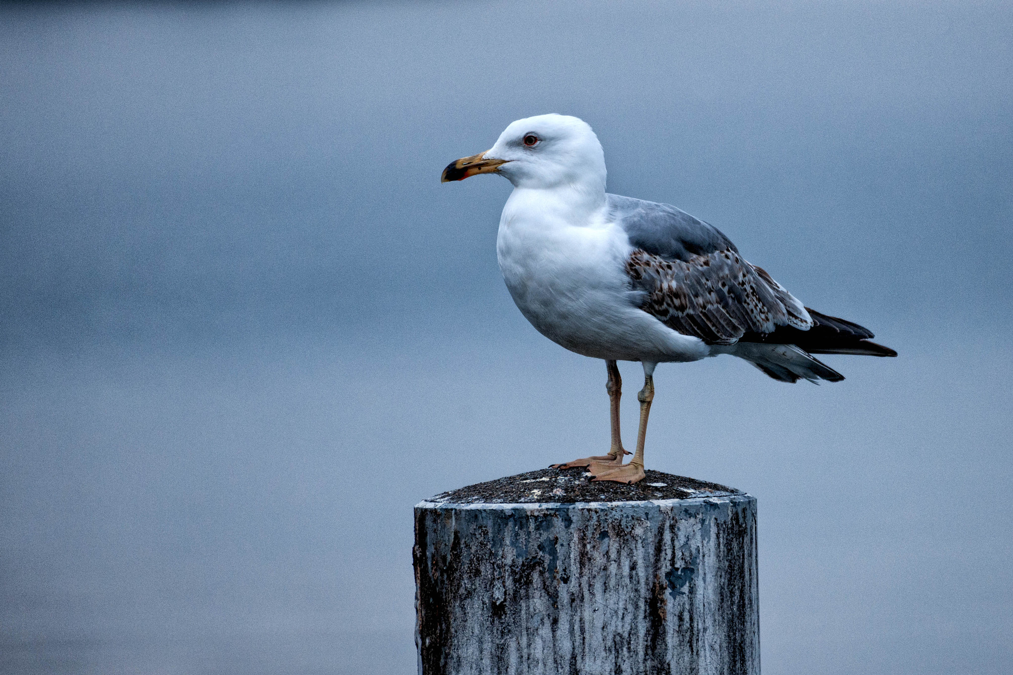 Nikon D3X sample photo. Young hometown seagull photography