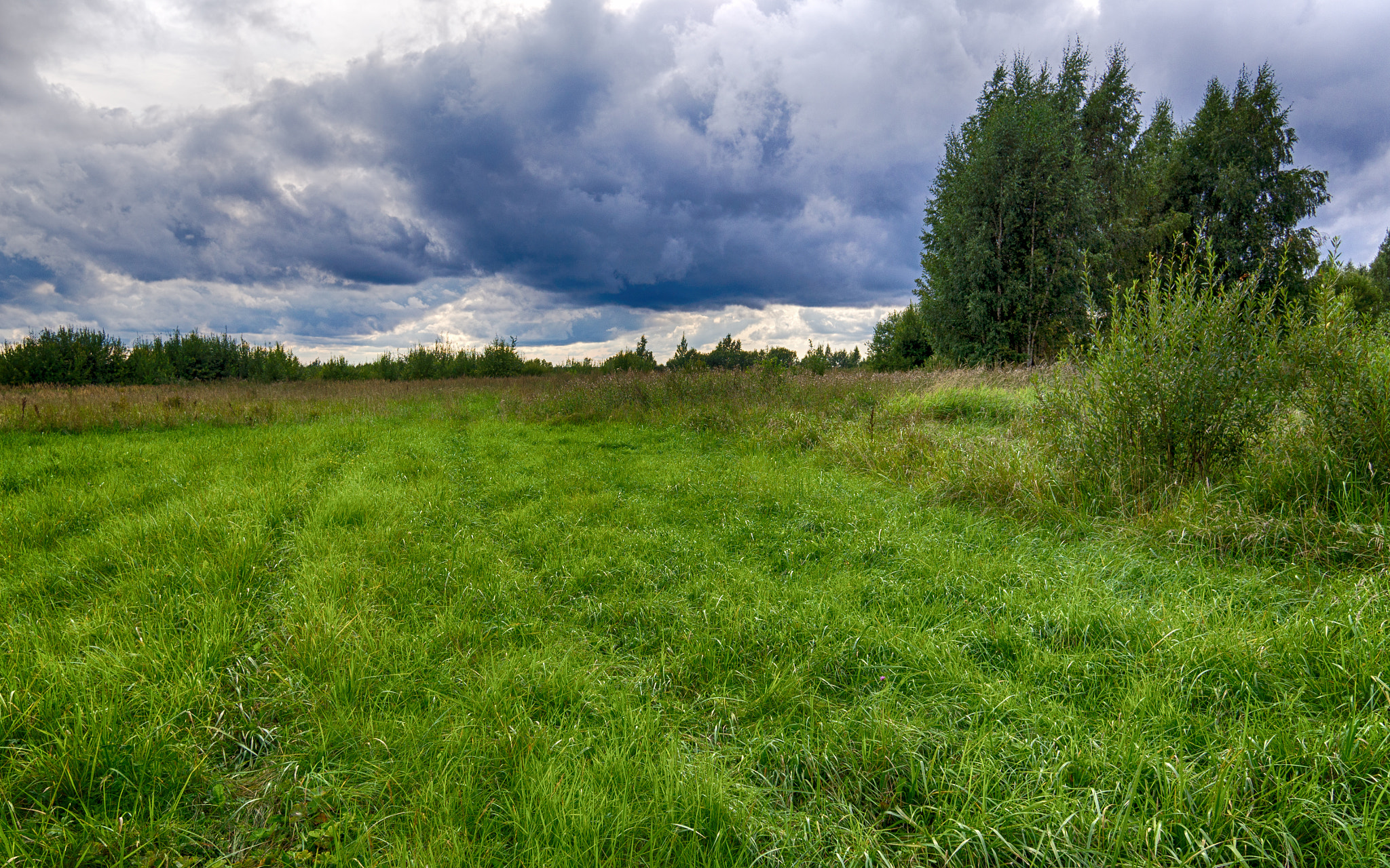 Sony Alpha NEX-5N + Sigma 19mm F2.8 EX DN sample photo. Meadow. photography