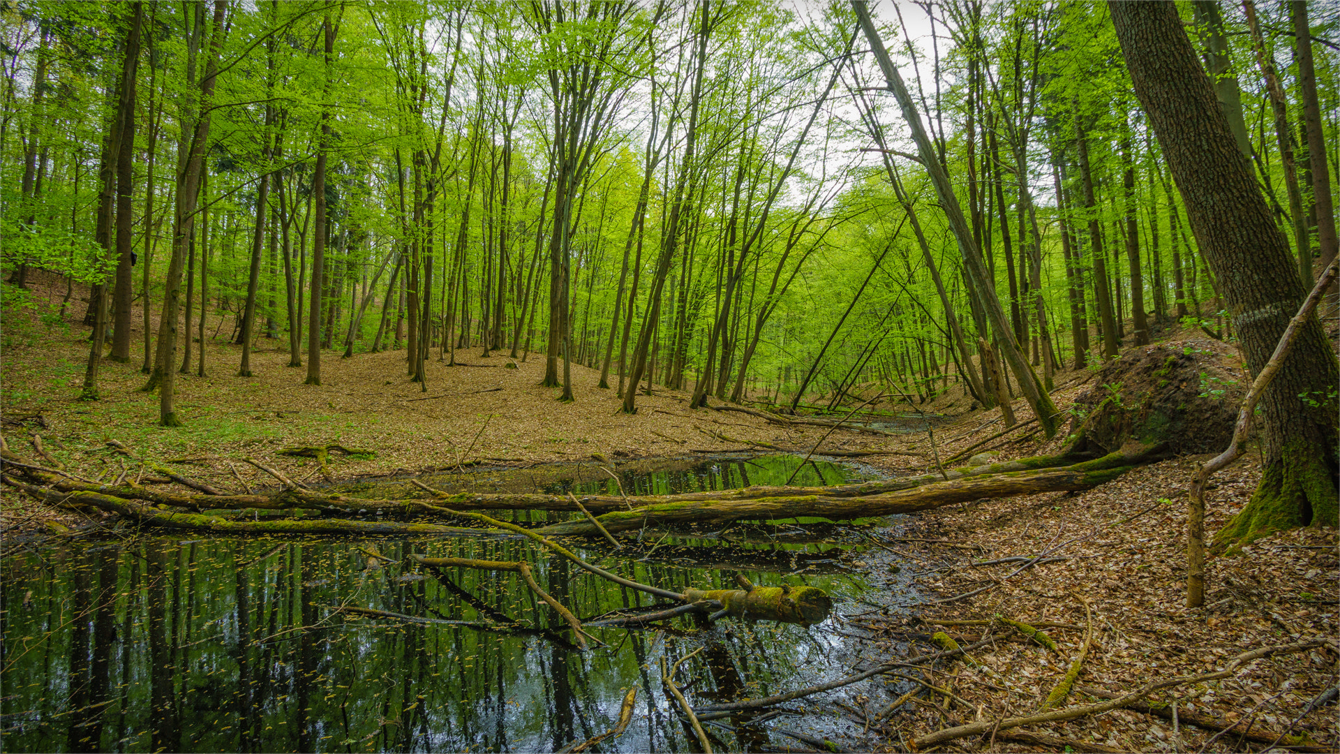 Sony a6300 + Sony DT 50mm F1.8 SAM sample photo. Pure nature photography