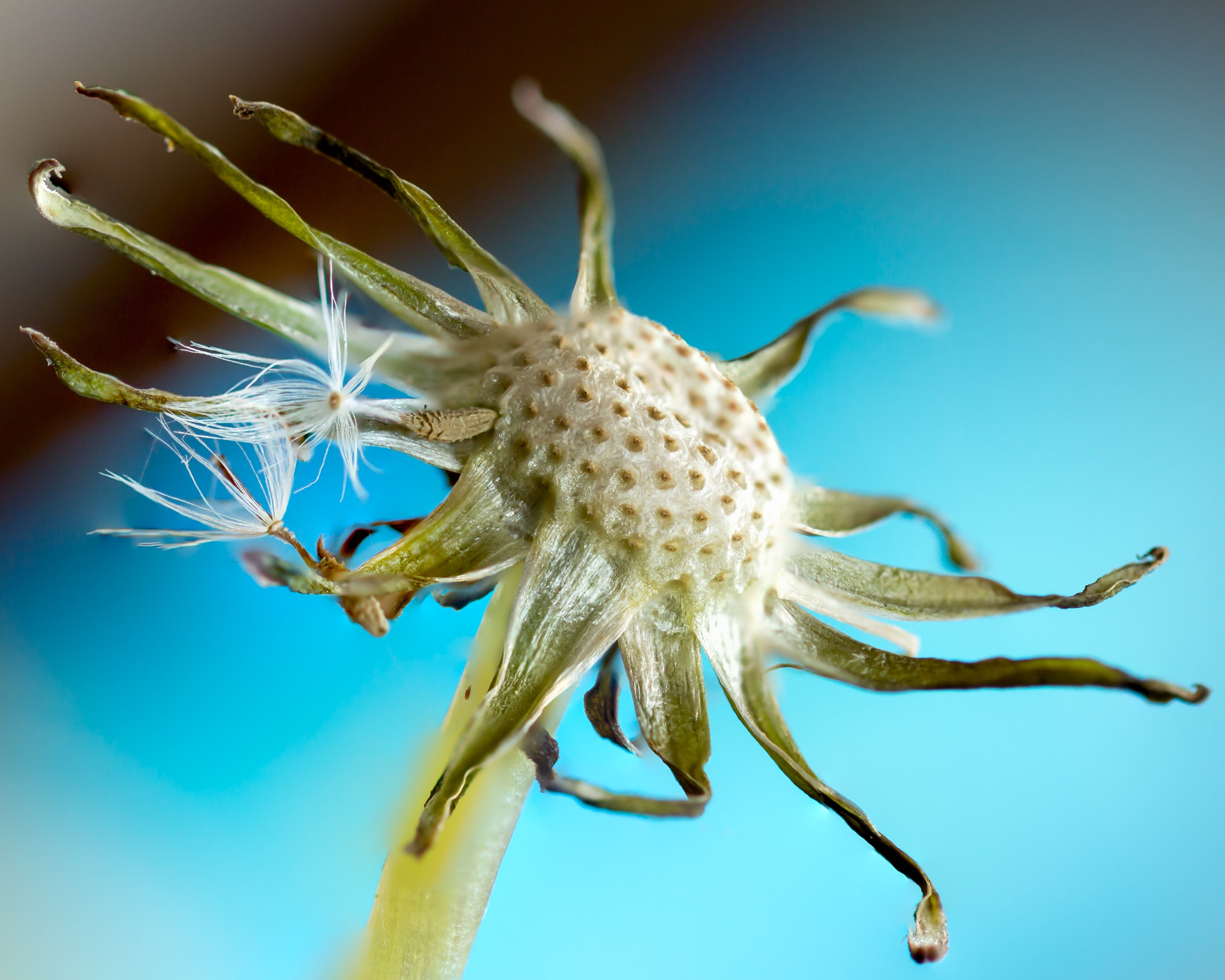 Canon EF 100mm F2.8L Macro IS USM sample photo. Dandelion, 3 photography