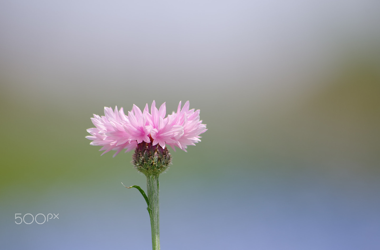 smc PENTAX-DA L 55-300mm F4-5.8 ED sample photo. Cornflower photography