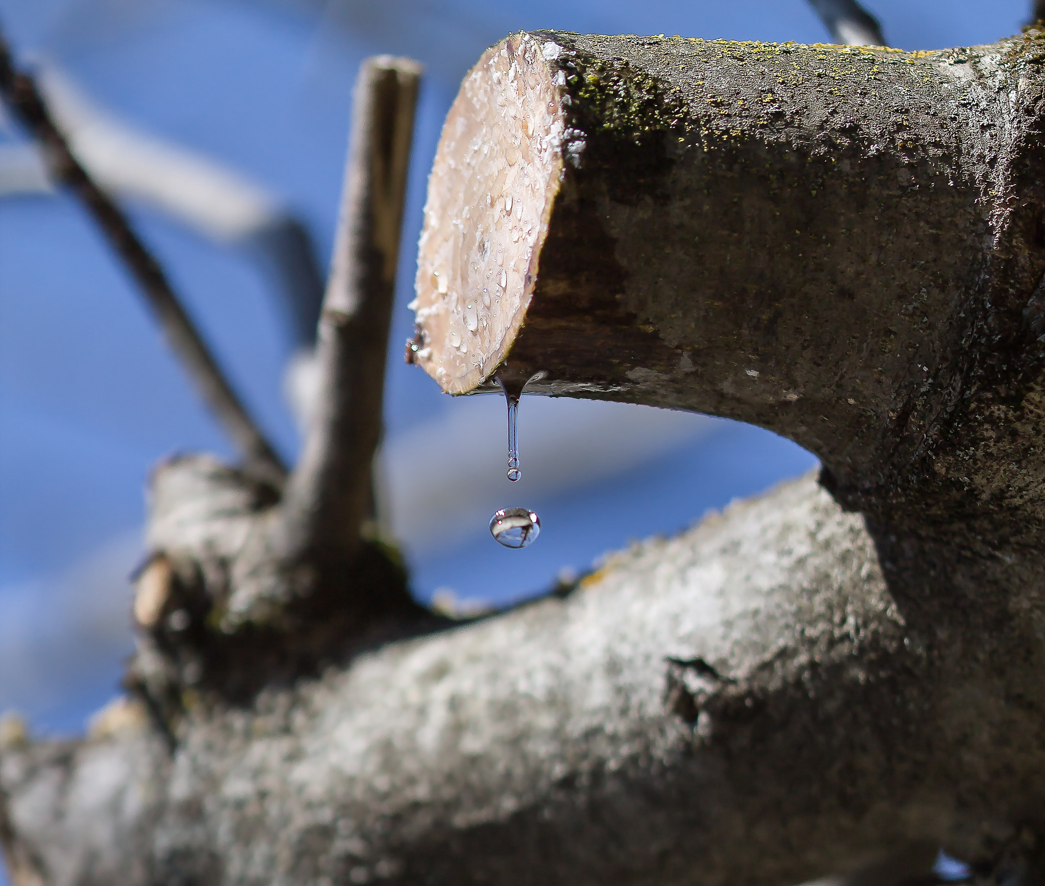 Sigma 105mm F2.8 EX DG OS HSM sample photo. Tear photography