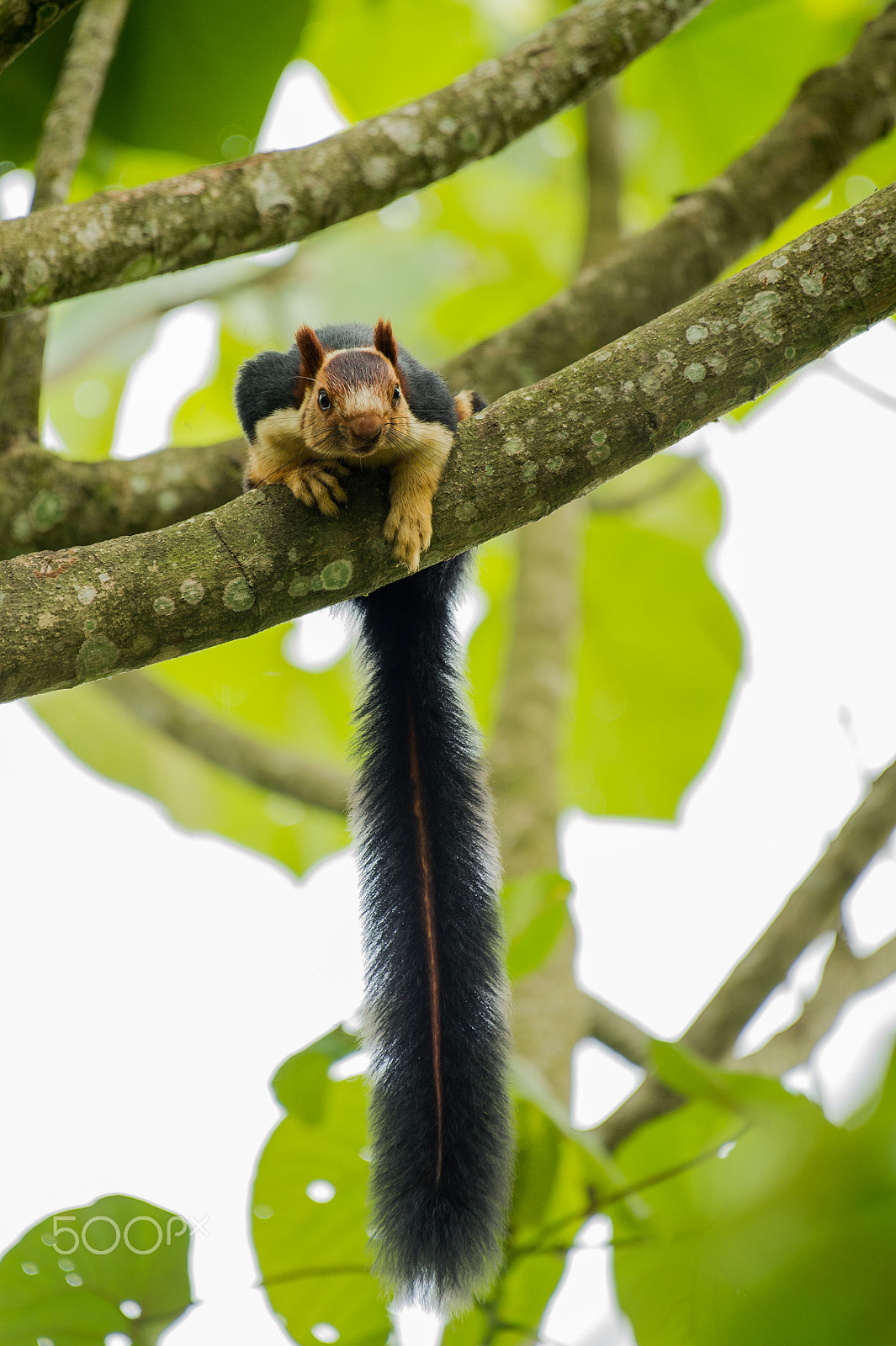 Nikon AF-S Nikkor 200-500mm F5.6E ED VR sample photo. Malabar giant squirrel (ratufa indica) photography
