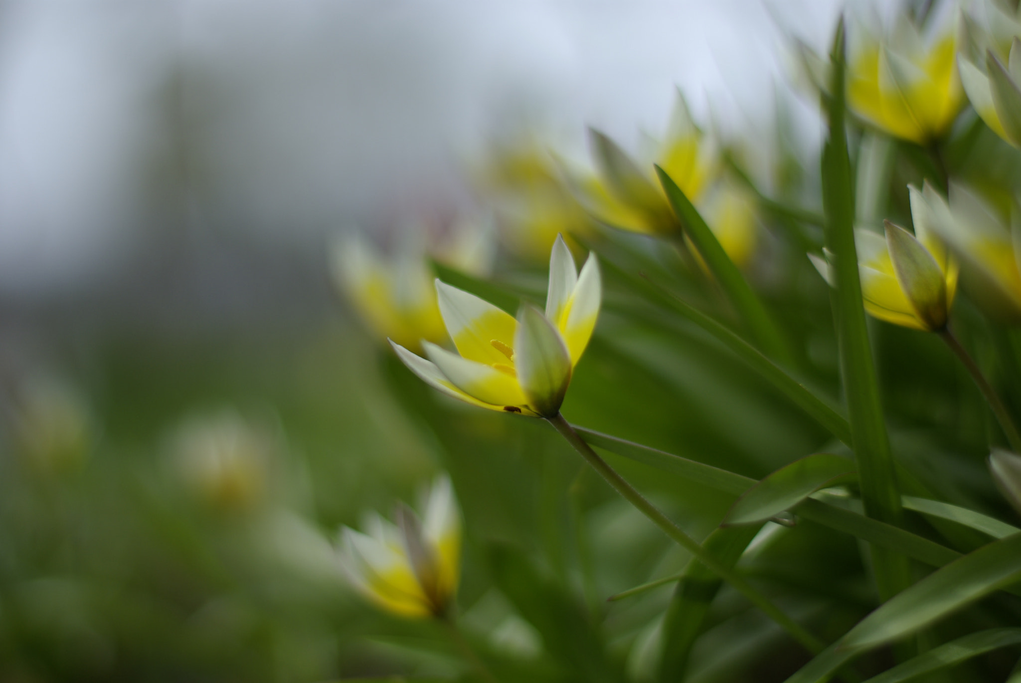 Pentax K10D + Pentax smc FA 50mm F1.4 sample photo. Flowers in my garden photography