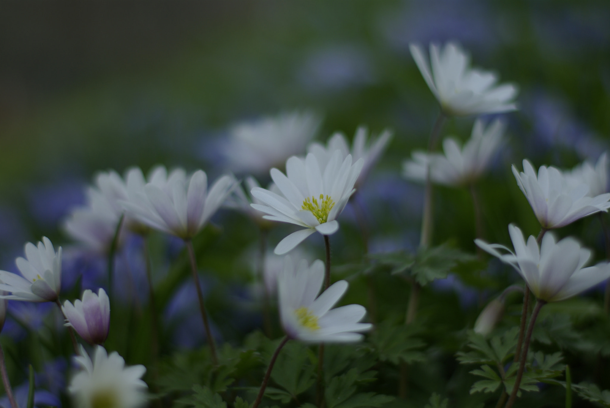 Pentax K10D + Pentax smc FA 50mm F1.4 sample photo