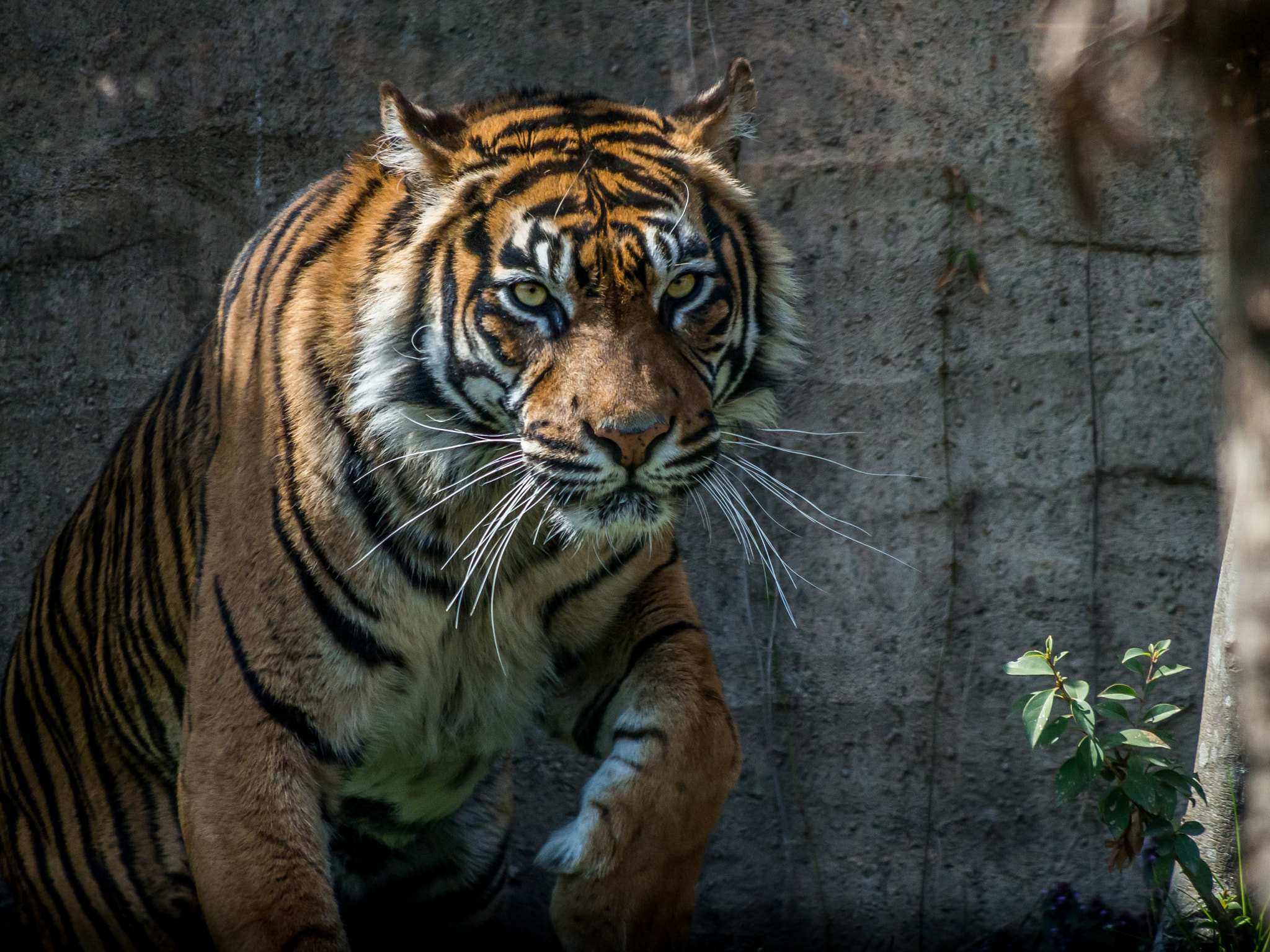 Olympus OM-D E-M5 sample photo. The beast within photography