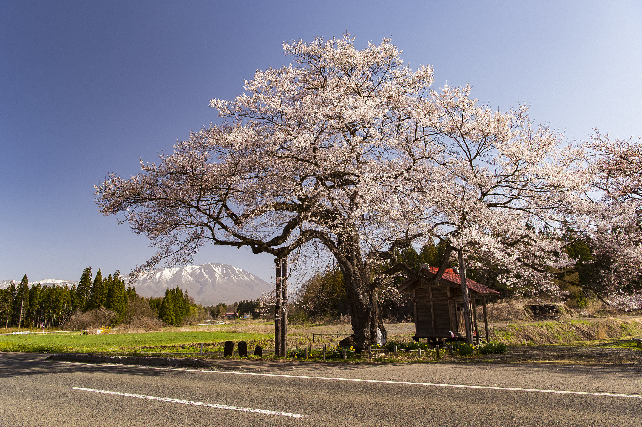 Nikon AF-S Nikkor 24-70mm F2.8E ED VR sample photo. 弘法桜 photography