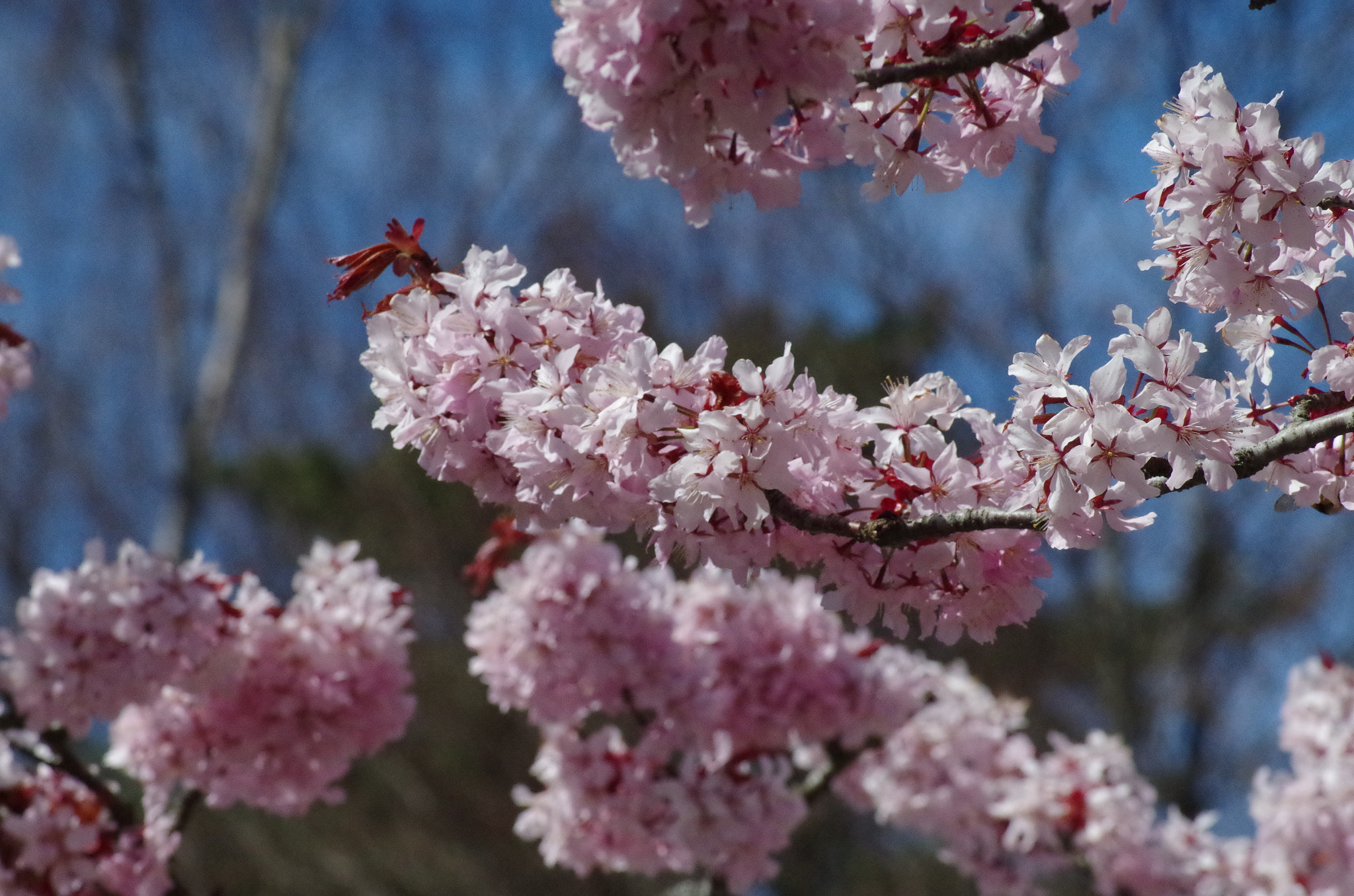 Pentax K-50 + Tamron AF 70-300mm F4-5.6 Di LD Macro sample photo. Sakura photography