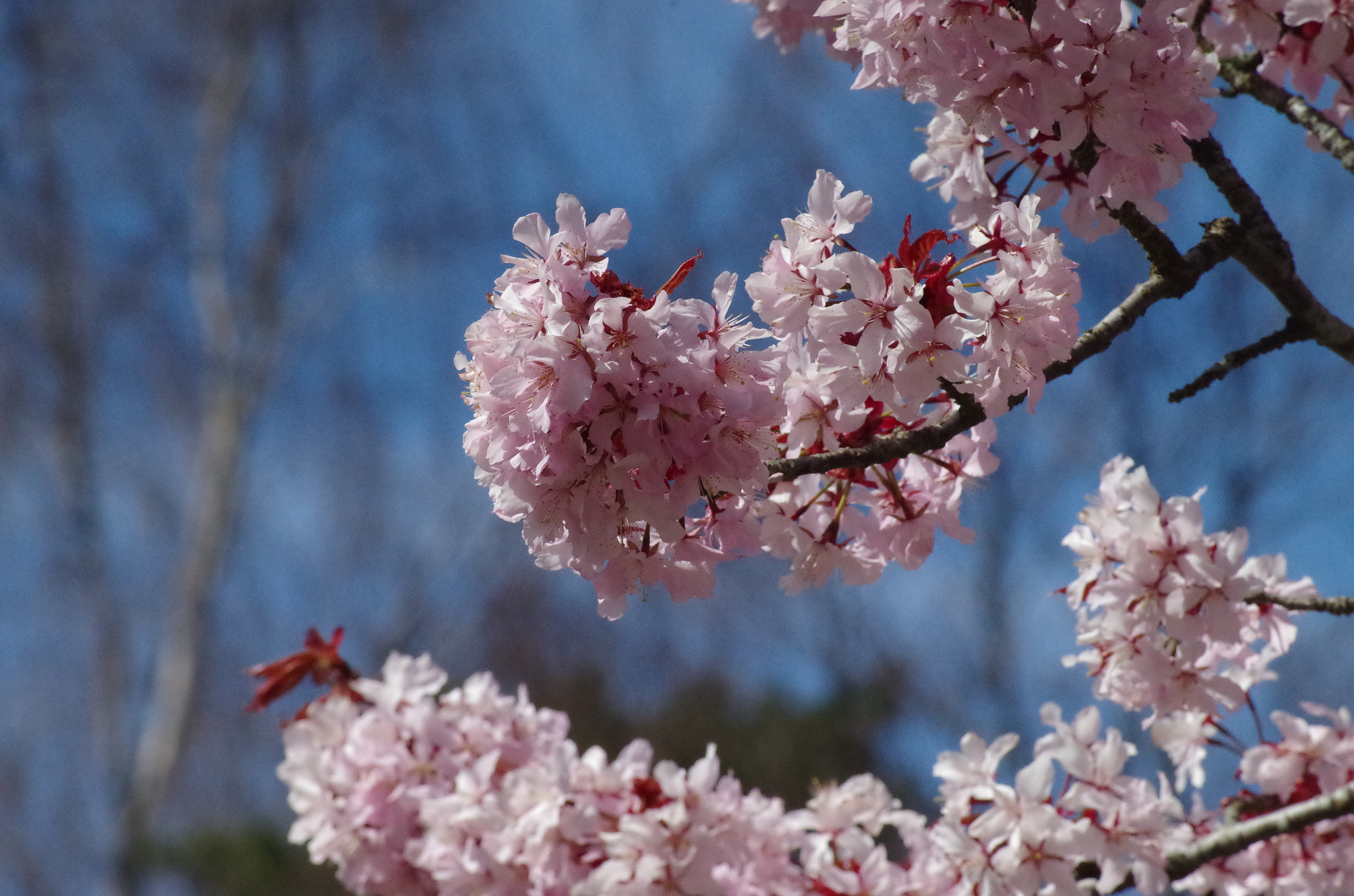 Pentax K-50 + Tamron AF 70-300mm F4-5.6 Di LD Macro sample photo. Sakura  photography