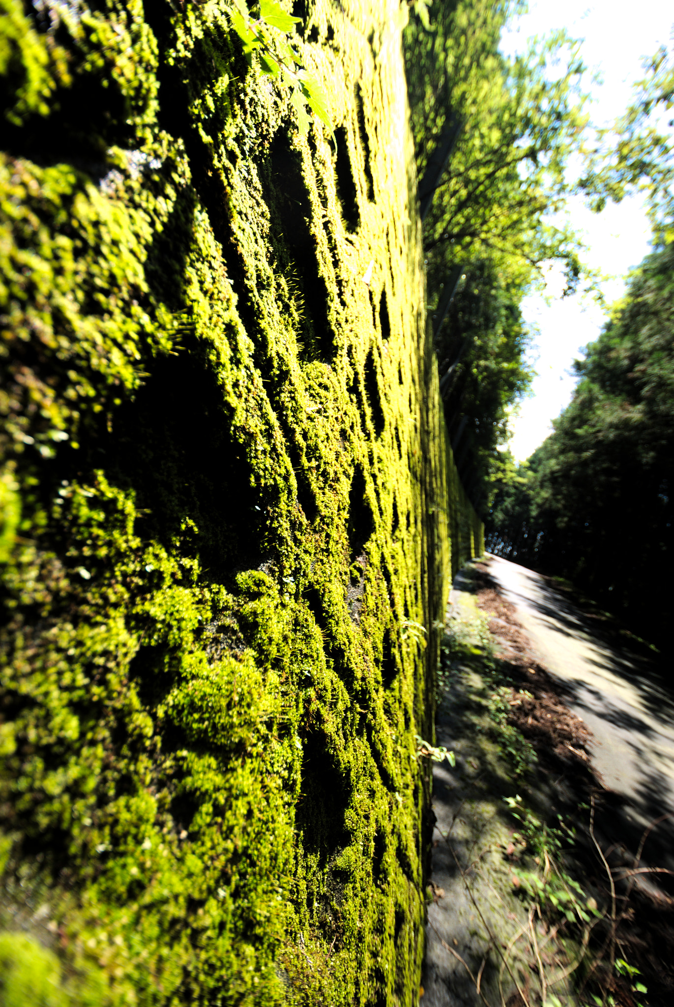 Nikon D40X + Nikon AF-S DX Nikkor 10-24mm F3-5-4.5G ED sample photo. The wall with moss photography