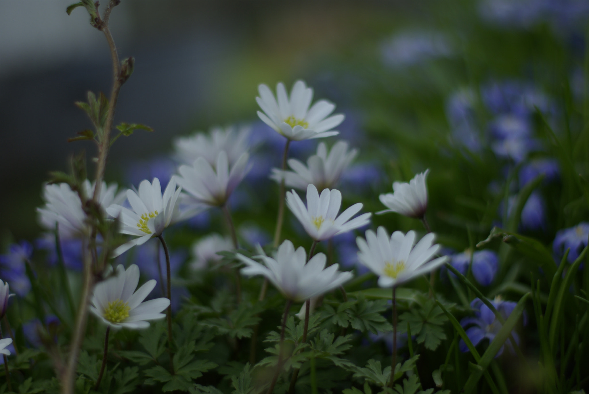 Pentax K10D + Pentax smc FA 50mm F1.4 sample photo. Camomiles photography