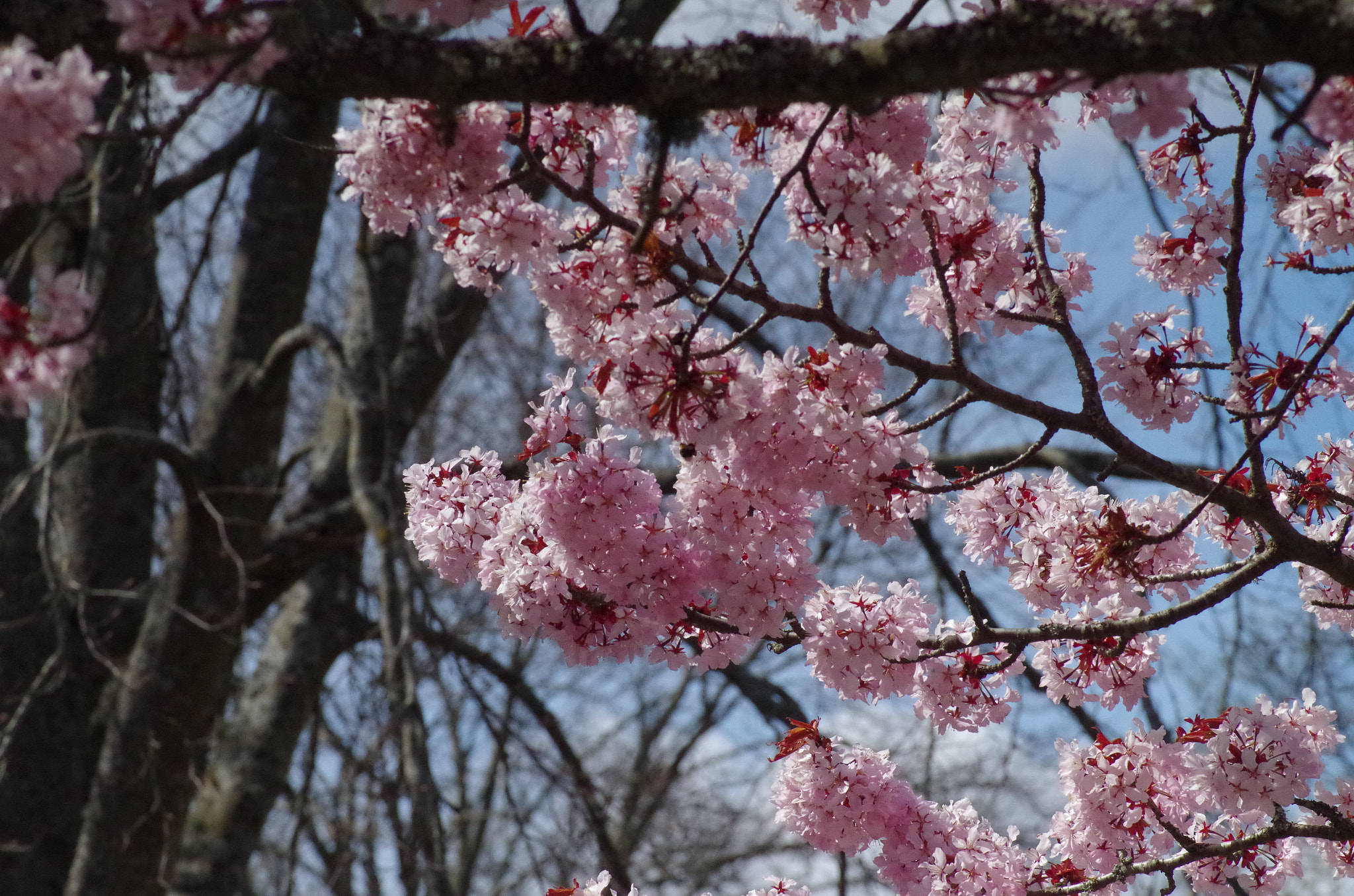 Pentax K-50 + Tamron AF 70-300mm F4-5.6 Di LD Macro sample photo. Sakura  photography