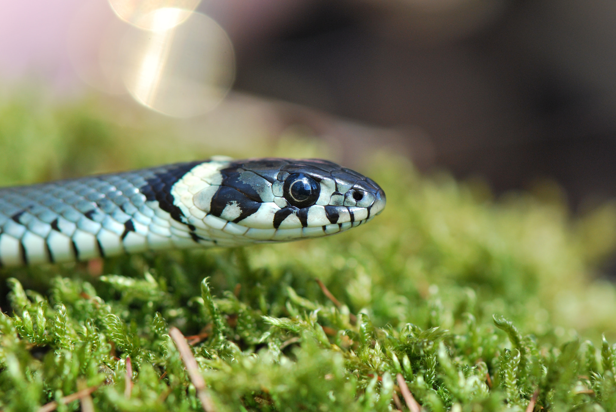 Nikon D60 sample photo. Closeup  photography