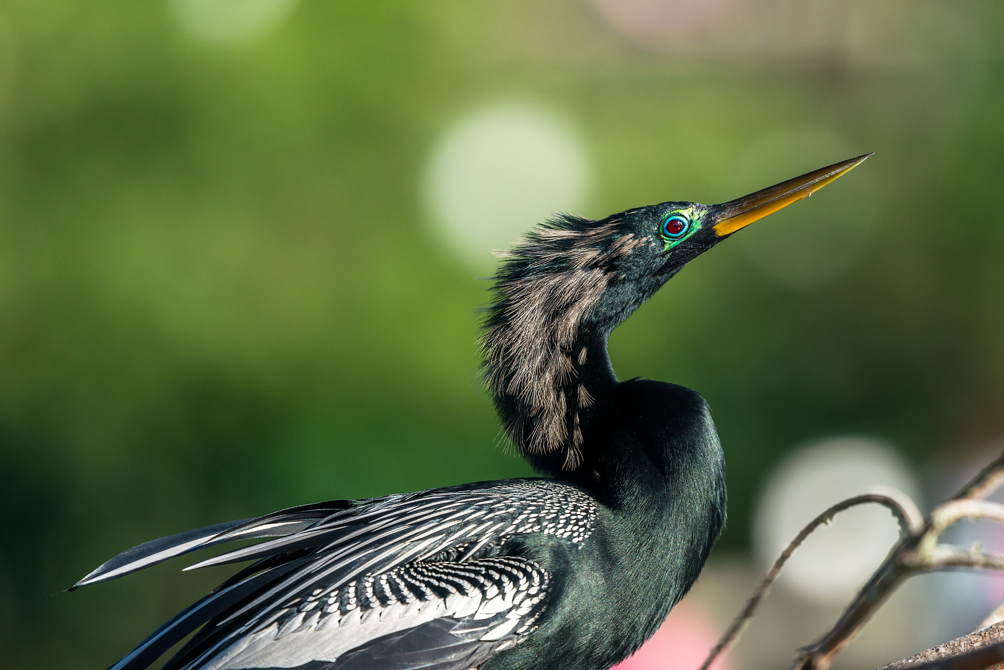 Nikon Nikkor AF-S 300mm F4E PF ED VR sample photo. Anhinga photography