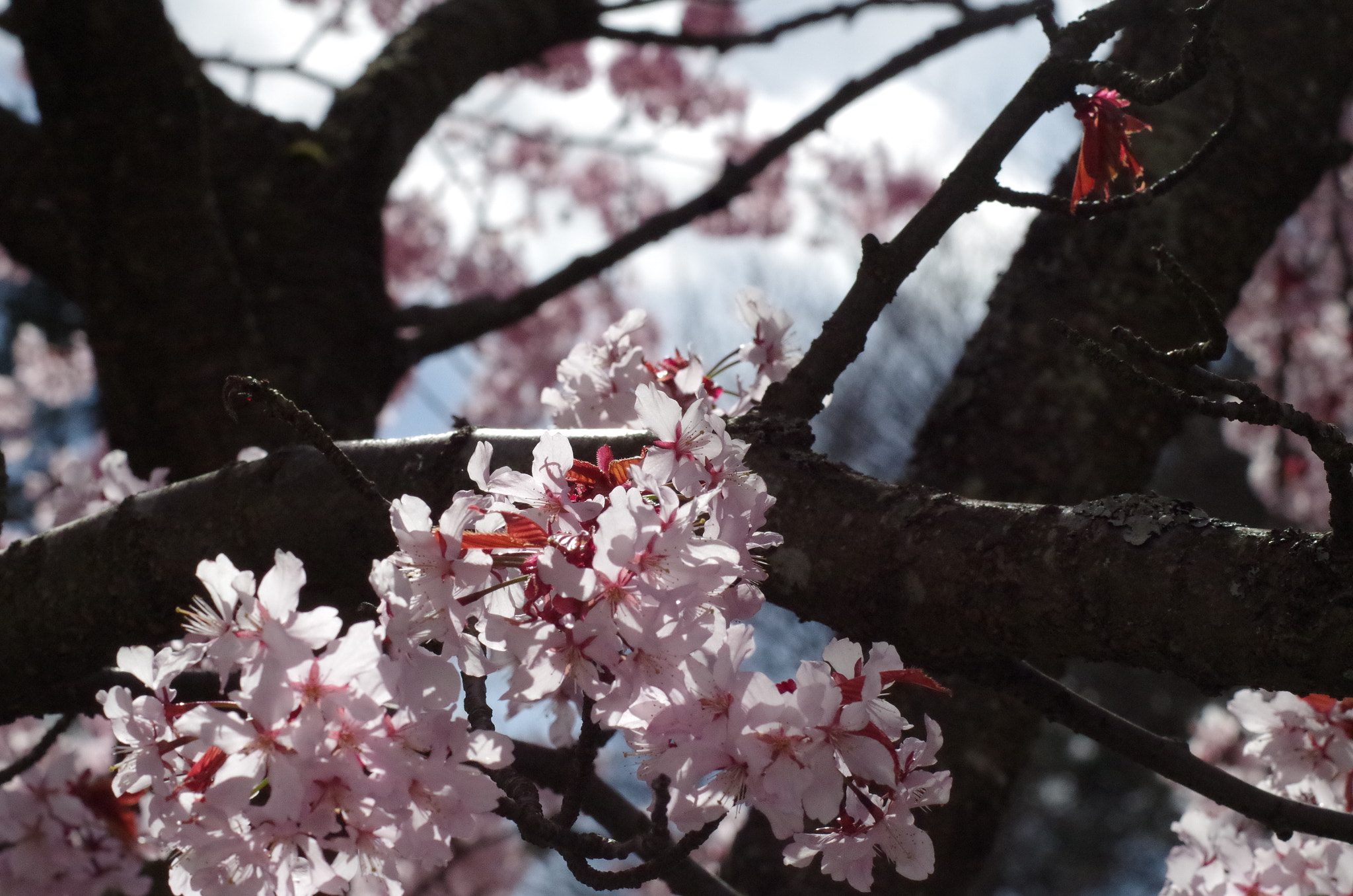 Pentax K-50 + Tamron AF 70-300mm F4-5.6 Di LD Macro sample photo. Sakura  photography