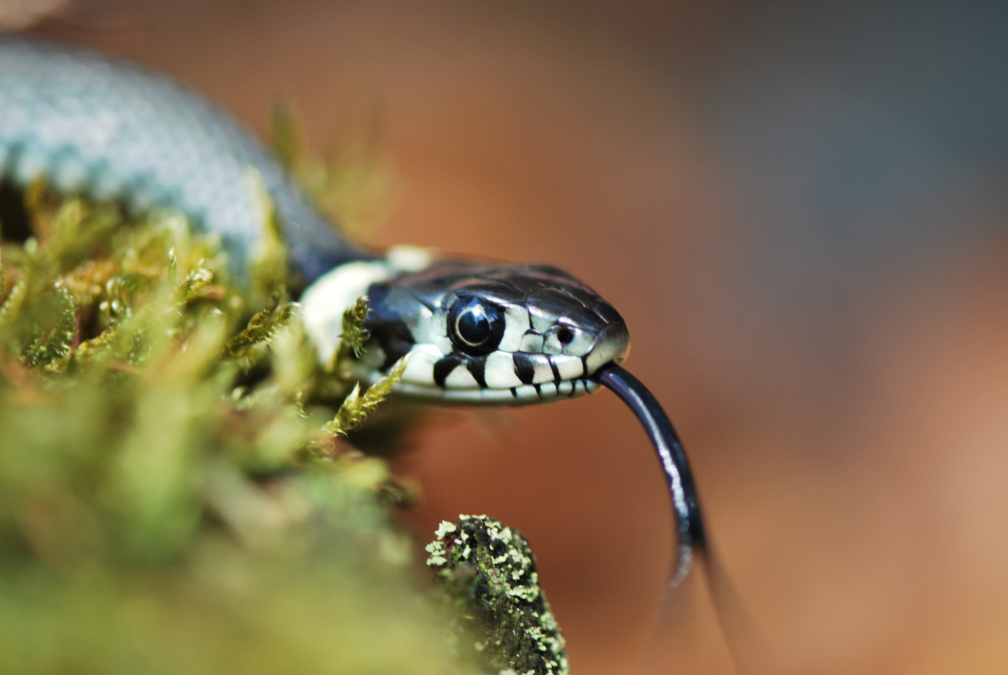 Nikon D60 sample photo. Sssshhh photography