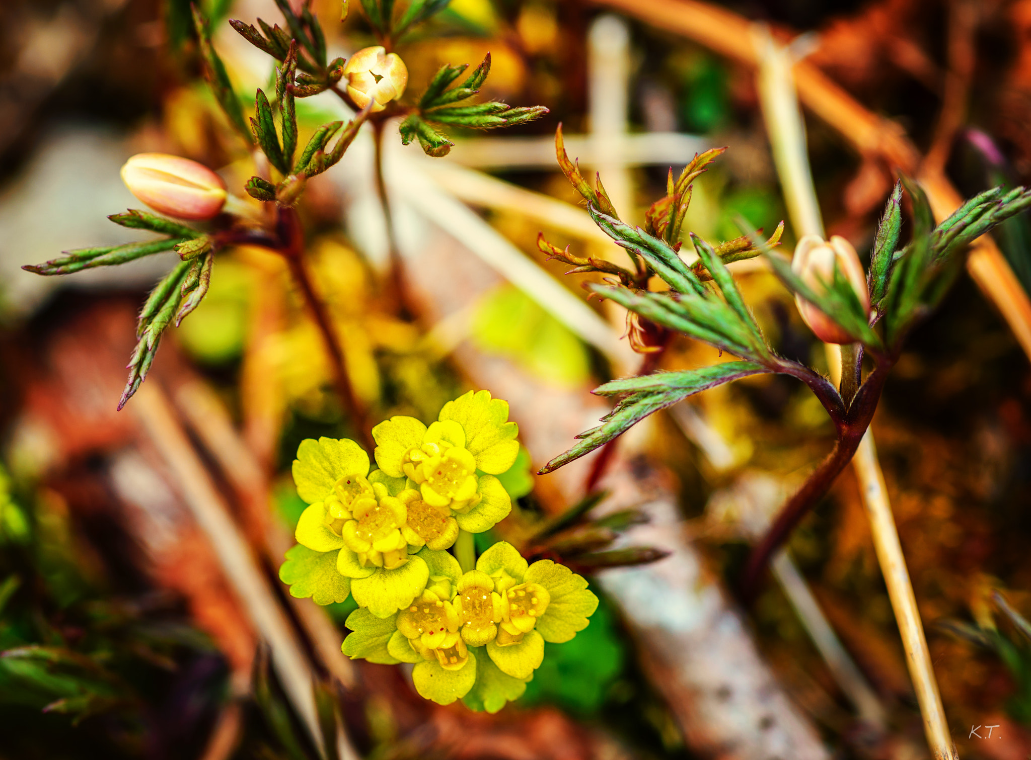 Nikon D610 + Nikon AF Micro-Nikkor 60mm F2.8D sample photo. Buds of may photography