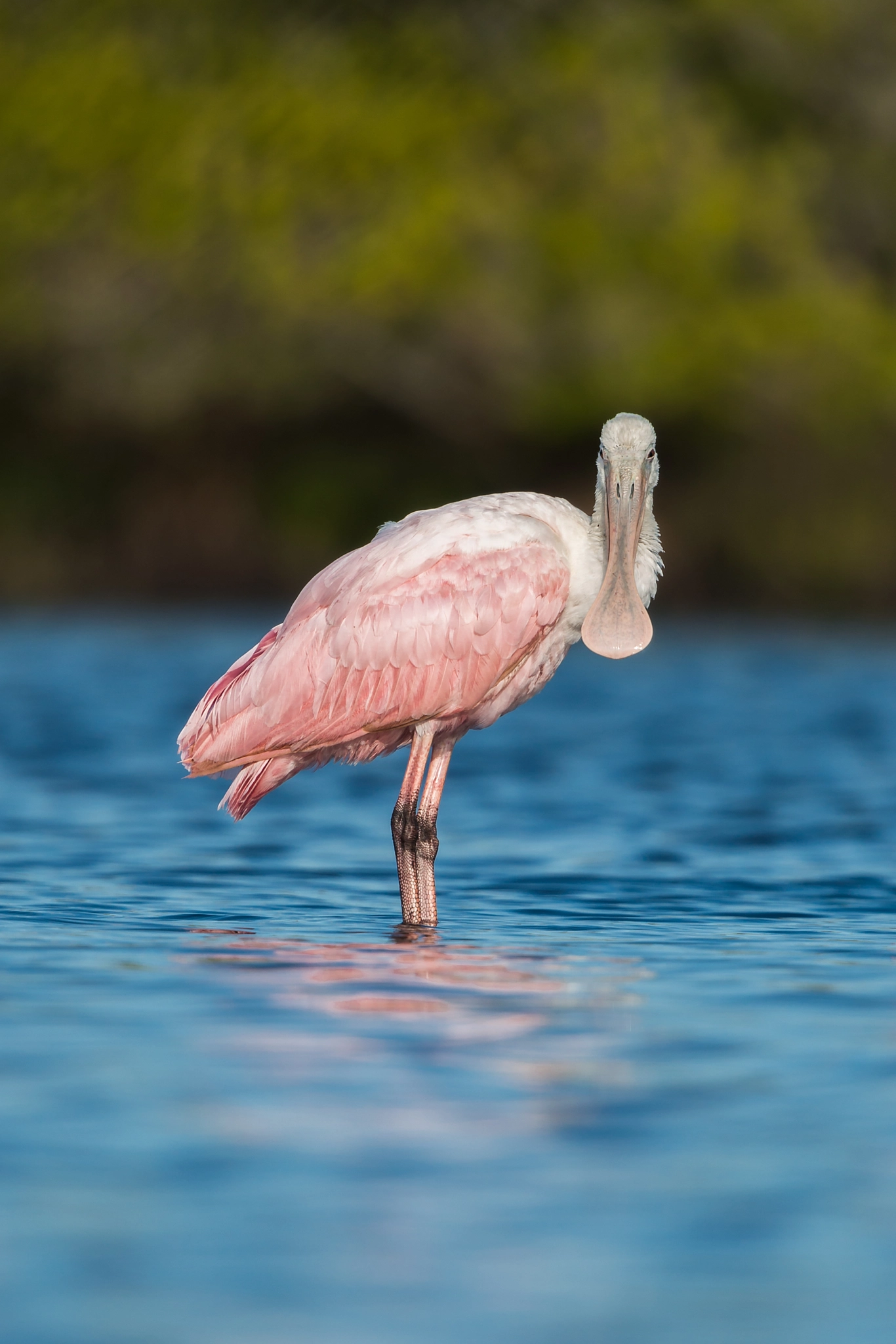 Nikon Nikkor AF-S 300mm F4E PF ED VR sample photo. Roseate spoonbill photography