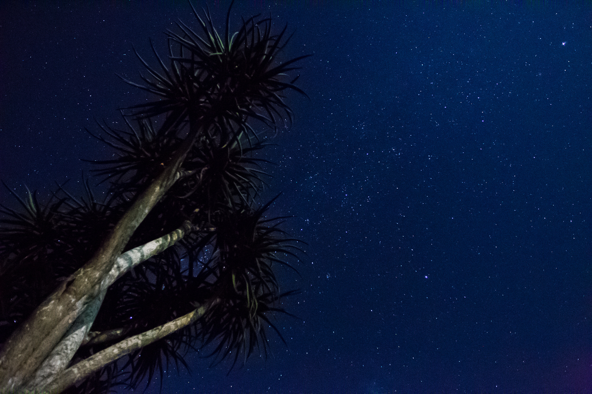 Canon EOS-1D Mark IV sample photo. Tree to milky way photography