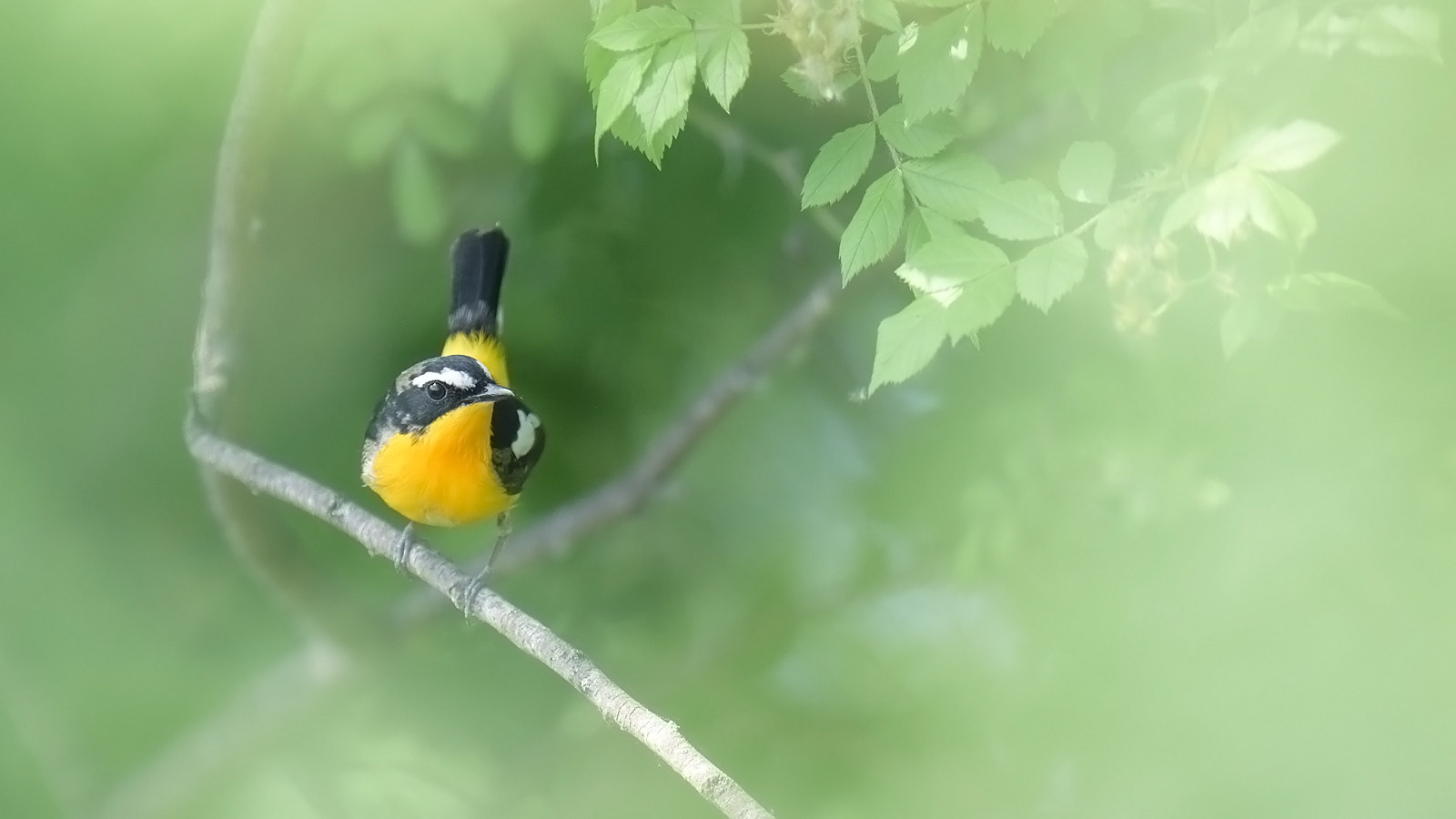 Sigma 120-400mm F4.5-5.6 DG OS HSM sample photo. Tricolor flycatcher photography