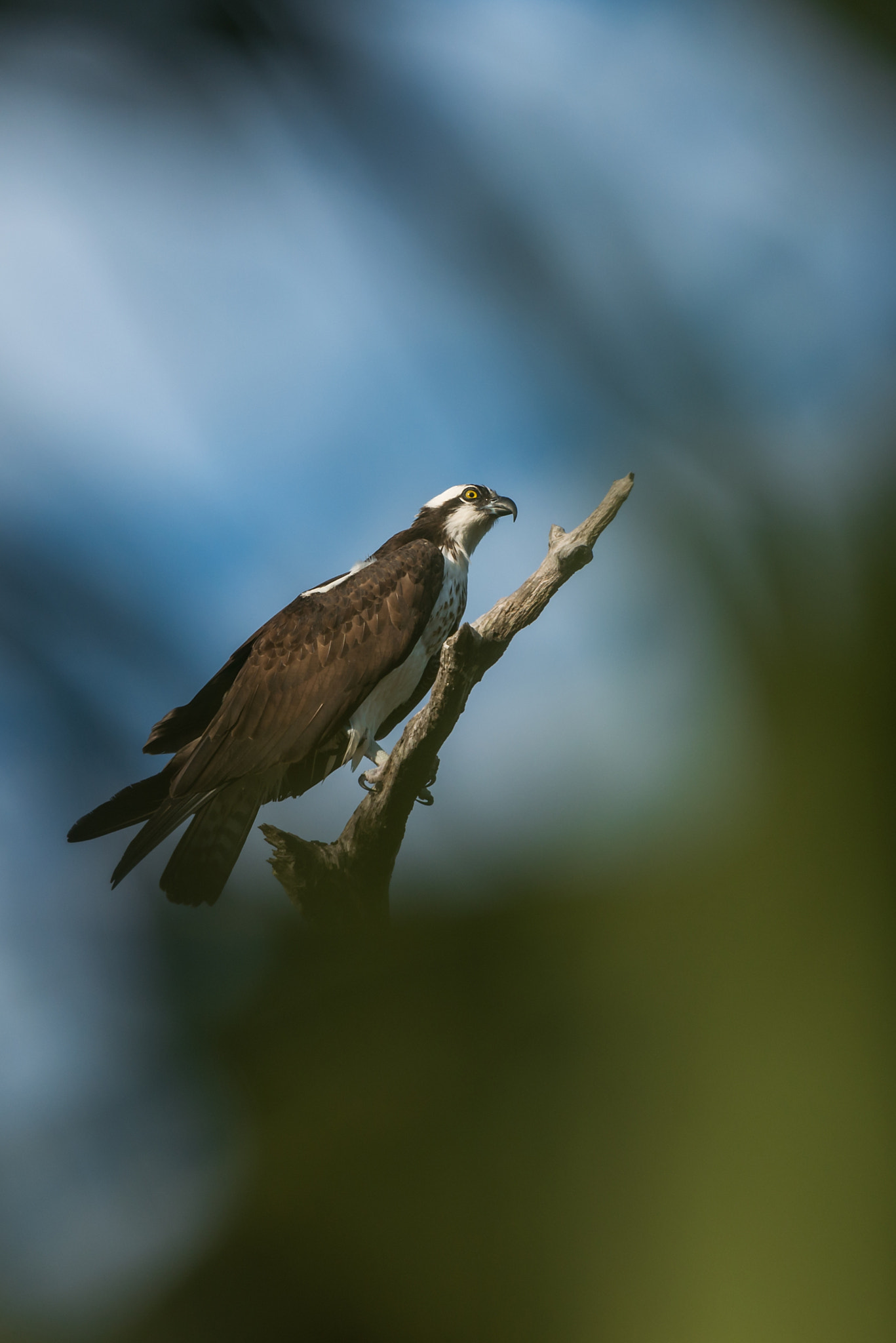 Nikon Nikkor AF-S 300mm F4E PF ED VR sample photo. Osprey (pandion haliaetus) | florida photography