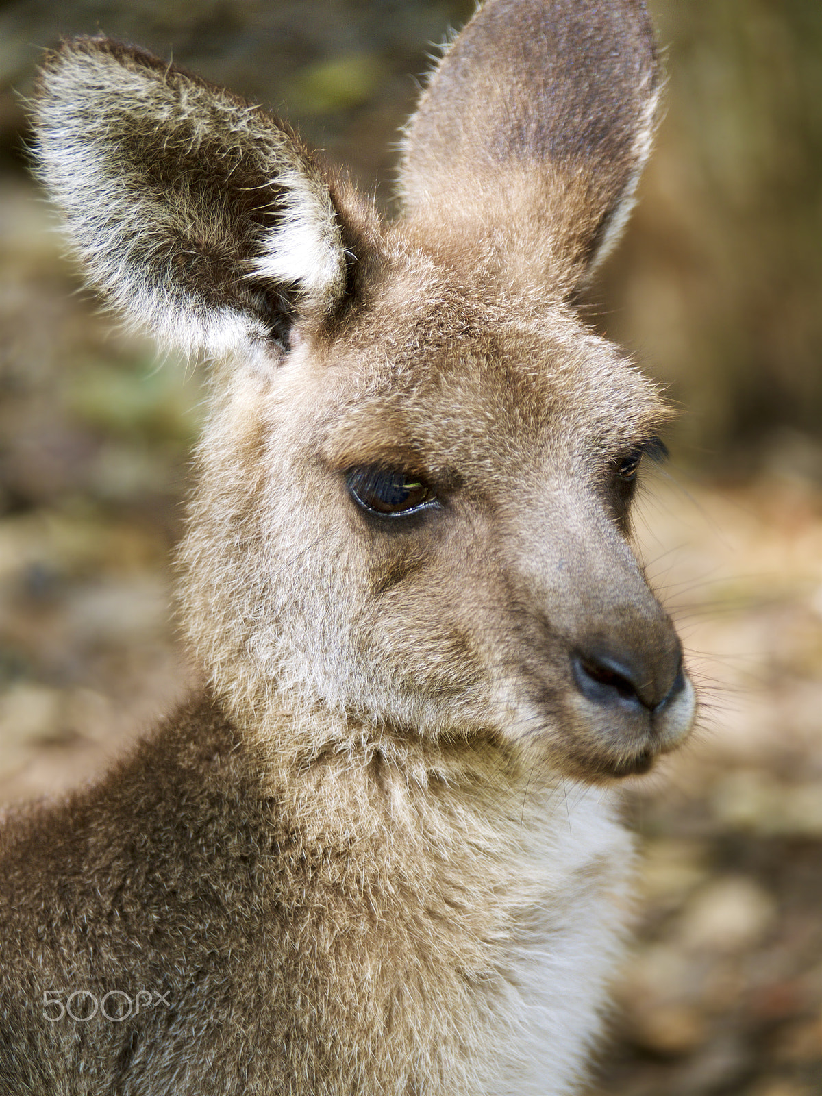 Olympus OM-D E-M5 sample photo. An australian icon photography