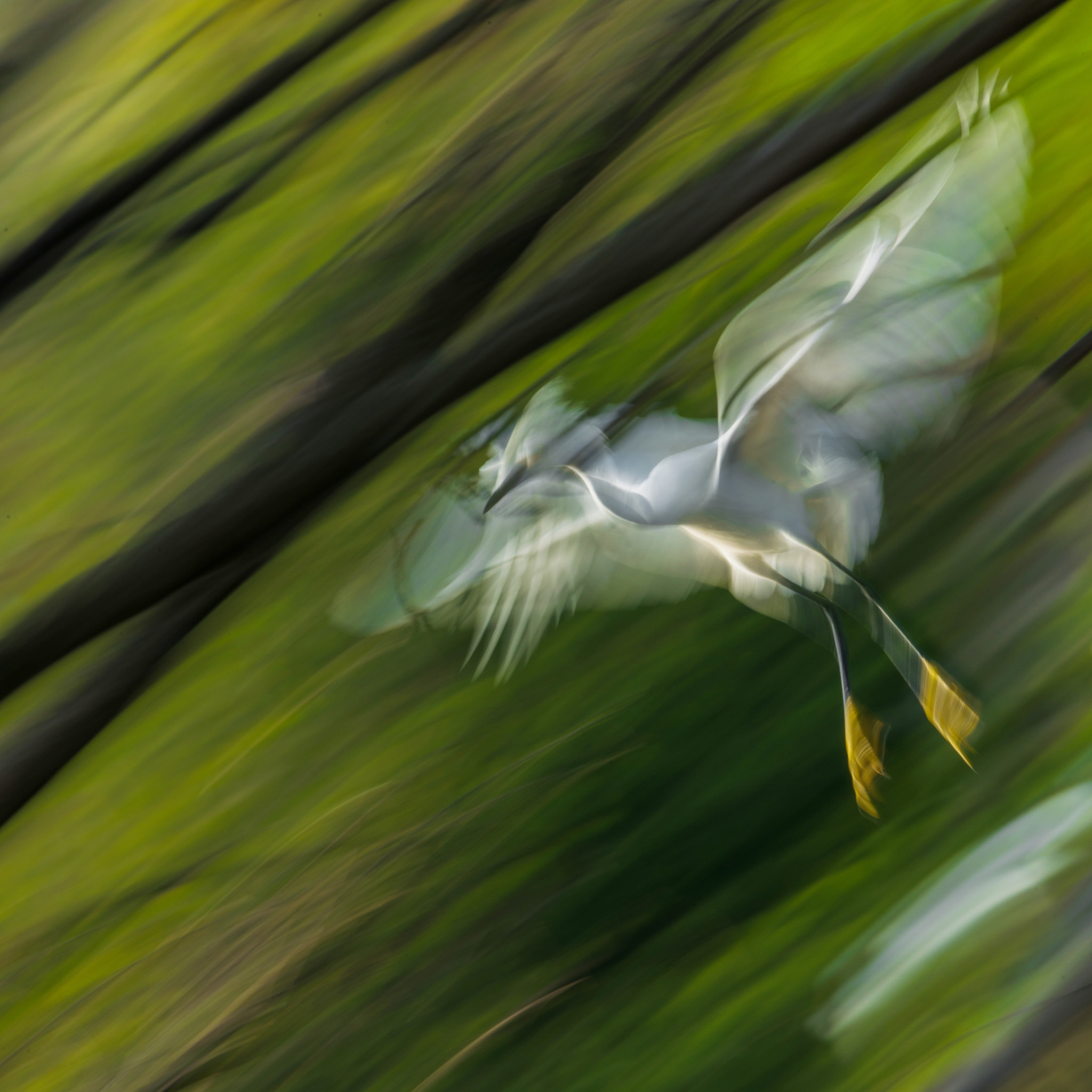 Nikon Nikkor AF-S 300mm F4E PF ED VR sample photo. Snowy egret (egretta thula) photography