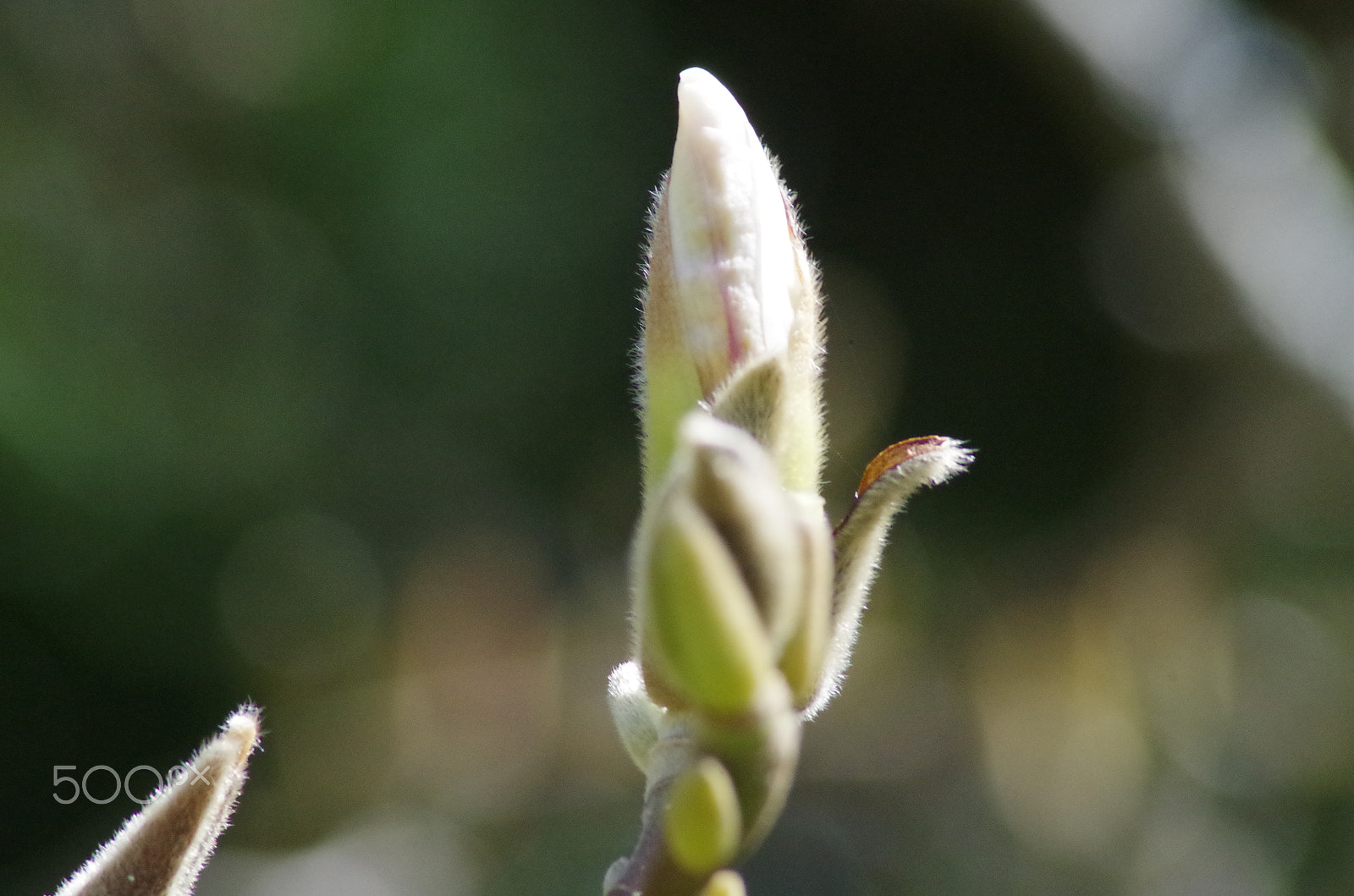 Tamron AF 70-300mm F4-5.6 Di LD Macro sample photo. Magnolia  photography