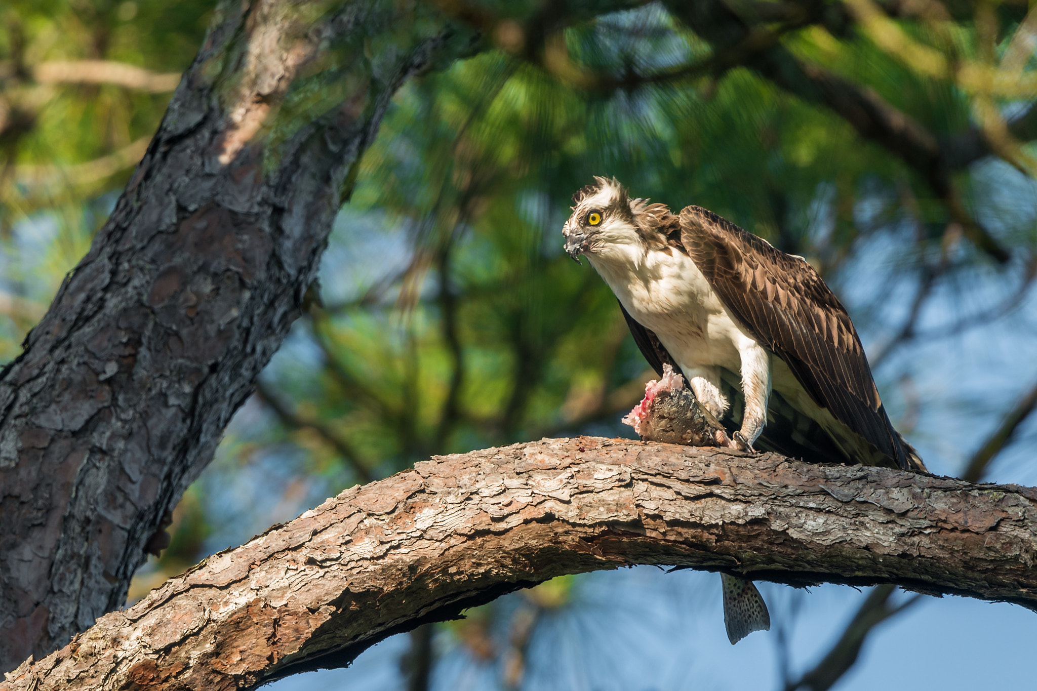 Nikon Nikkor AF-S 300mm F4E PF ED VR sample photo. Dinner photography