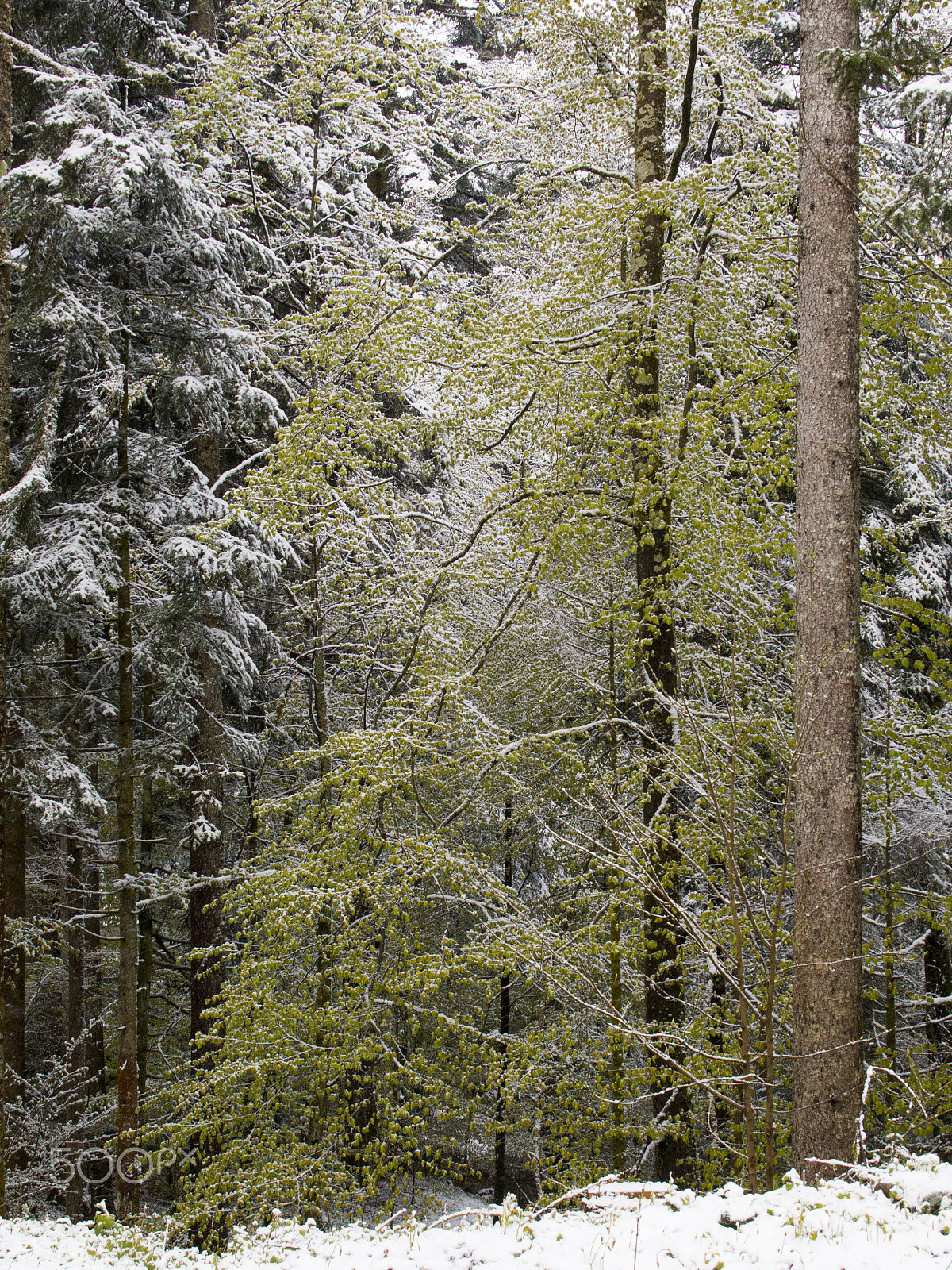 Canon EF-S 18-55mm F3.5-5.6 sample photo. Wald photography