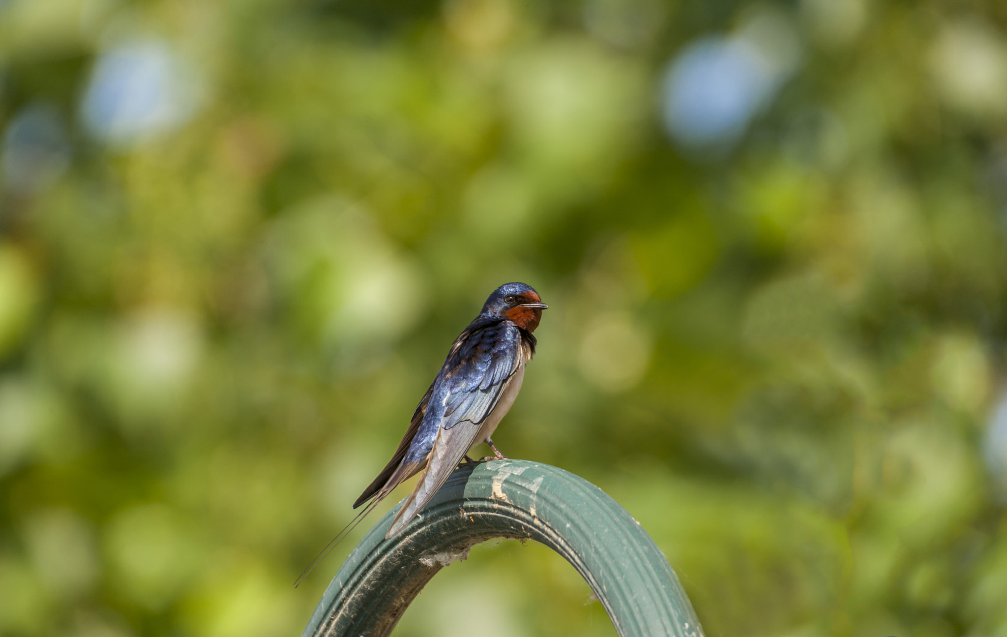 Canon EOS-1D Mark III sample photo. Swallow photography